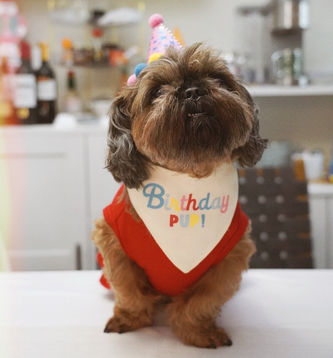 ✨ 8 years old! ✨
Yesterday Emma turned 8 and it&rsquo;s crazy to think that this little fluff ball would become the sassy butt she is now. So grateful these past 8 years and many more years of adventures and treats. We love you Emma! ❤️
.
.
.
#shihtz