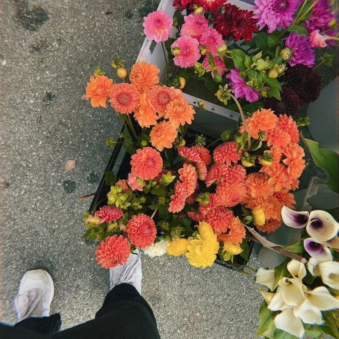 September, you were a memorable one. ✨

1. Farmers Market Sundays 🌸
2-5. Joe Hisaishi at SF Symphony and his inspired drinks ✨
6. Dinner with Chloe 🩵
7. Pretty sunsets 🌅
8. The day I died, two workouts in day. 💪
9. Getting fitted for running shoe