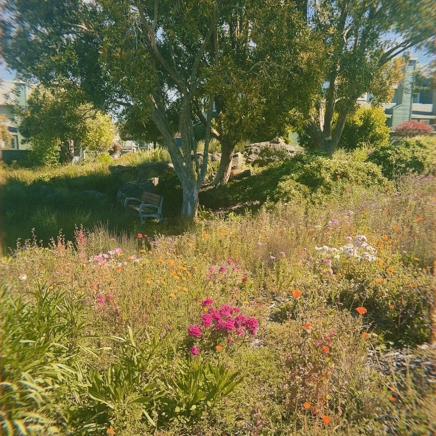 🌸✨ M A Y ✨🌸
An eventful month filled with friends, family, love and lots of laughter. 

1. Flowers in Bloom 🌸
2. My successful attempt at walking 4 dogs at one time 🐾
3. Cinco de Mayo aka Cinco let&rsquo;s drink yo. 🥂
4. Melming Emma 😋
5. @7lea