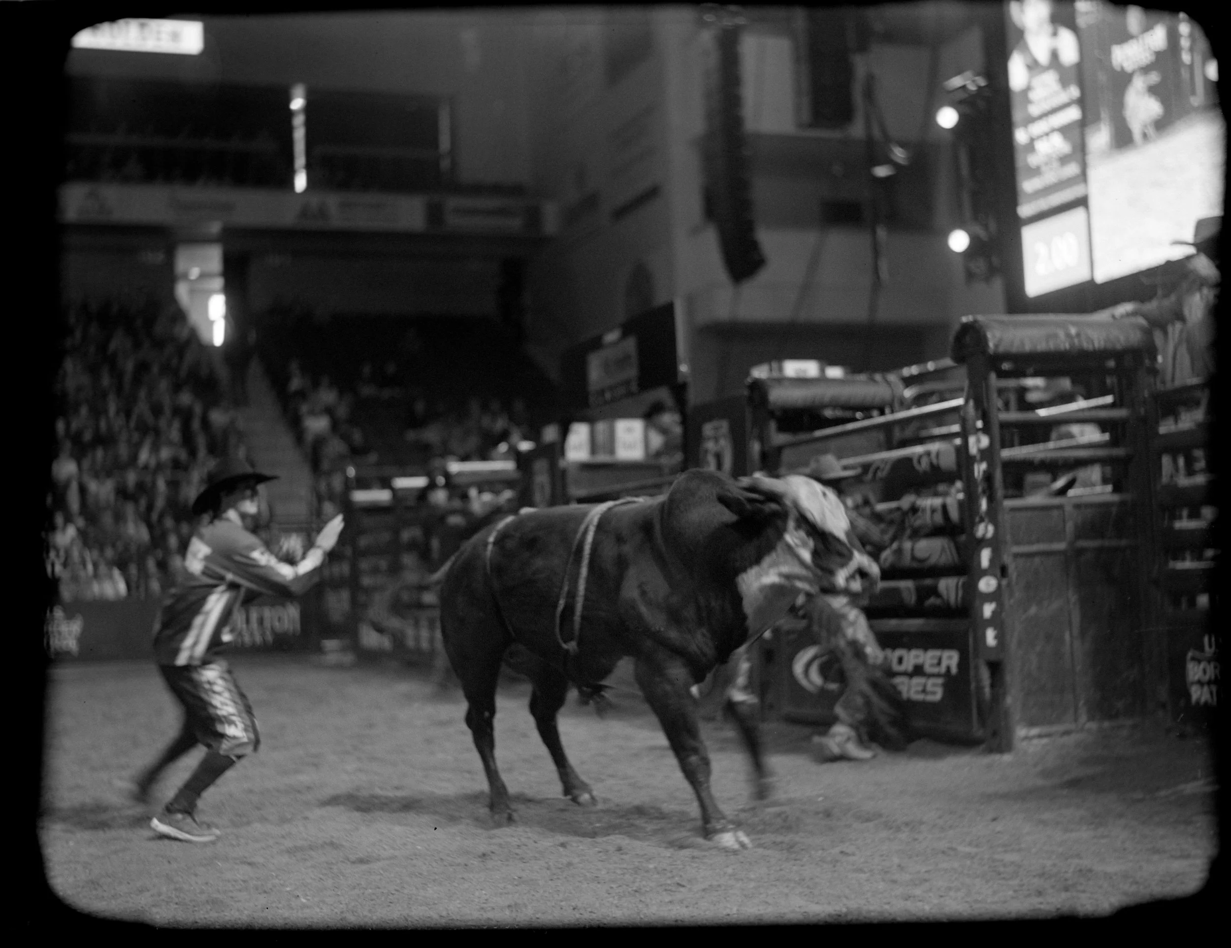 BULL6.jpg