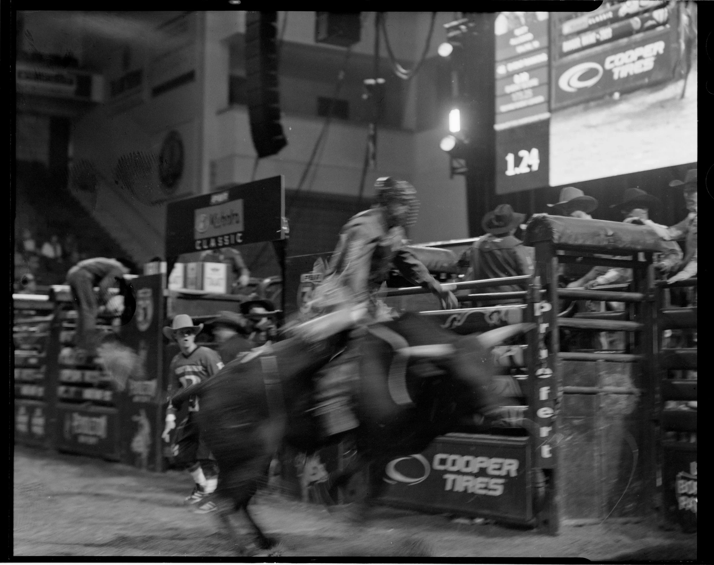 BULL29.jpg