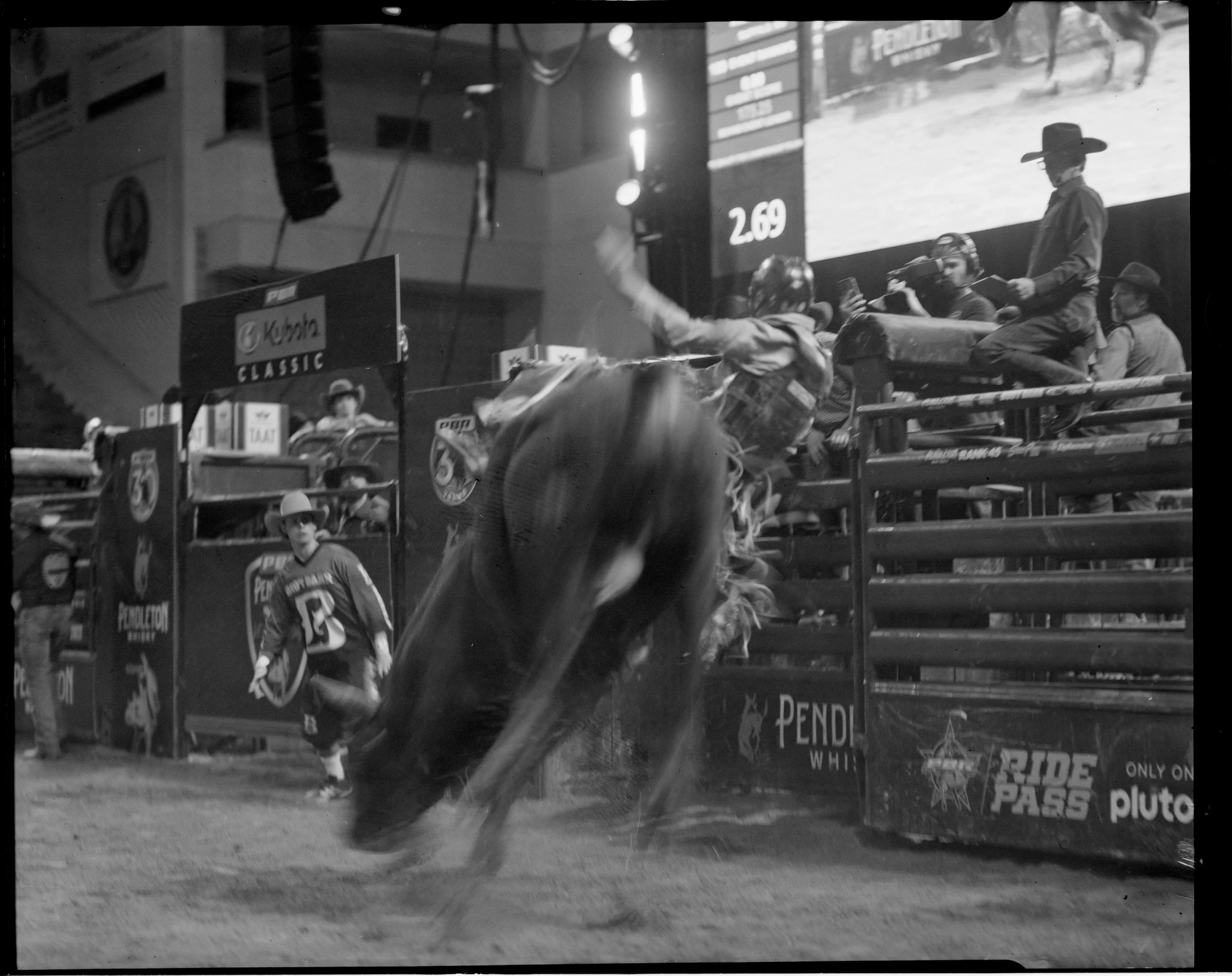 BULL3.jpg