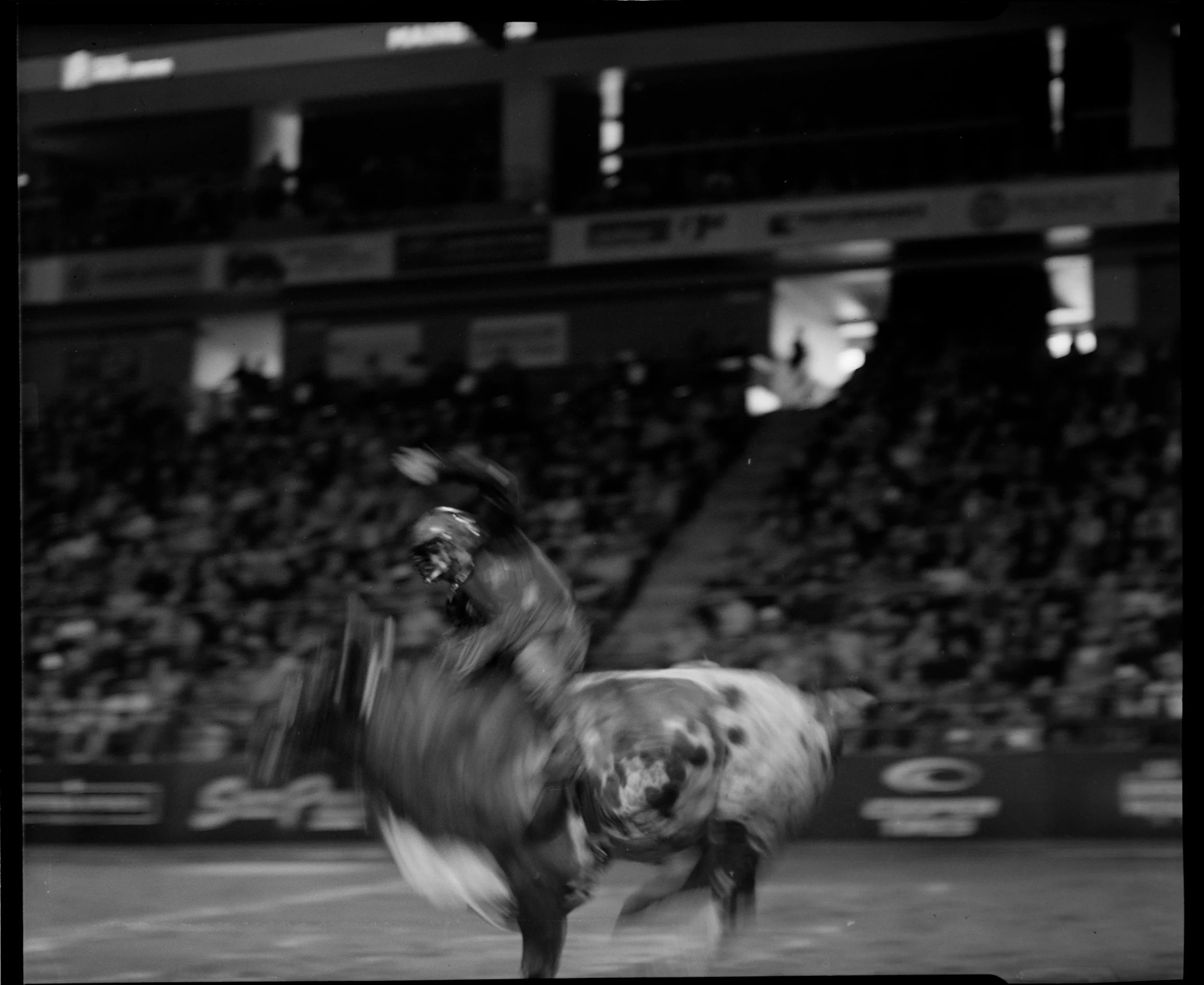 BULL13.jpg