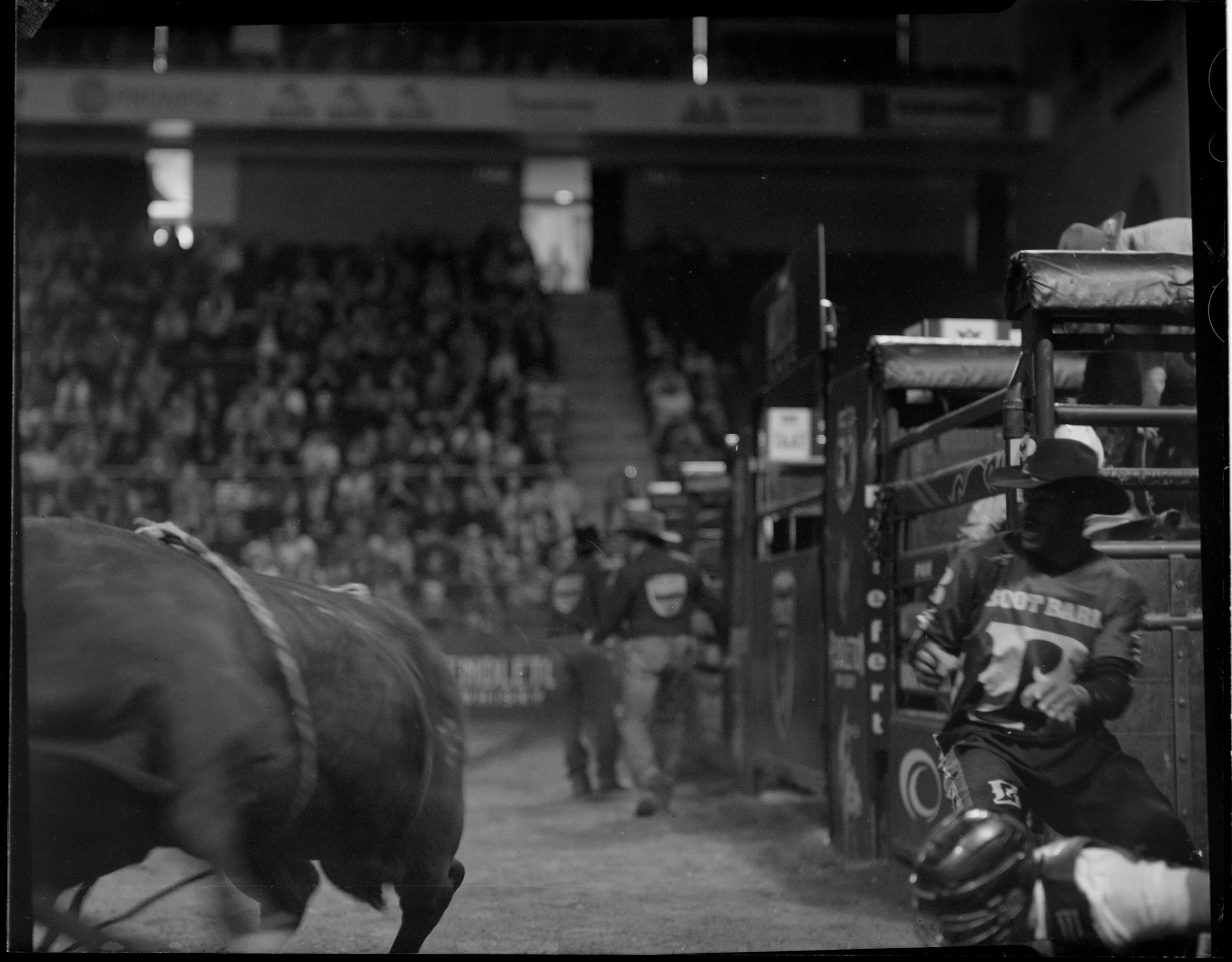 BULL18.jpg