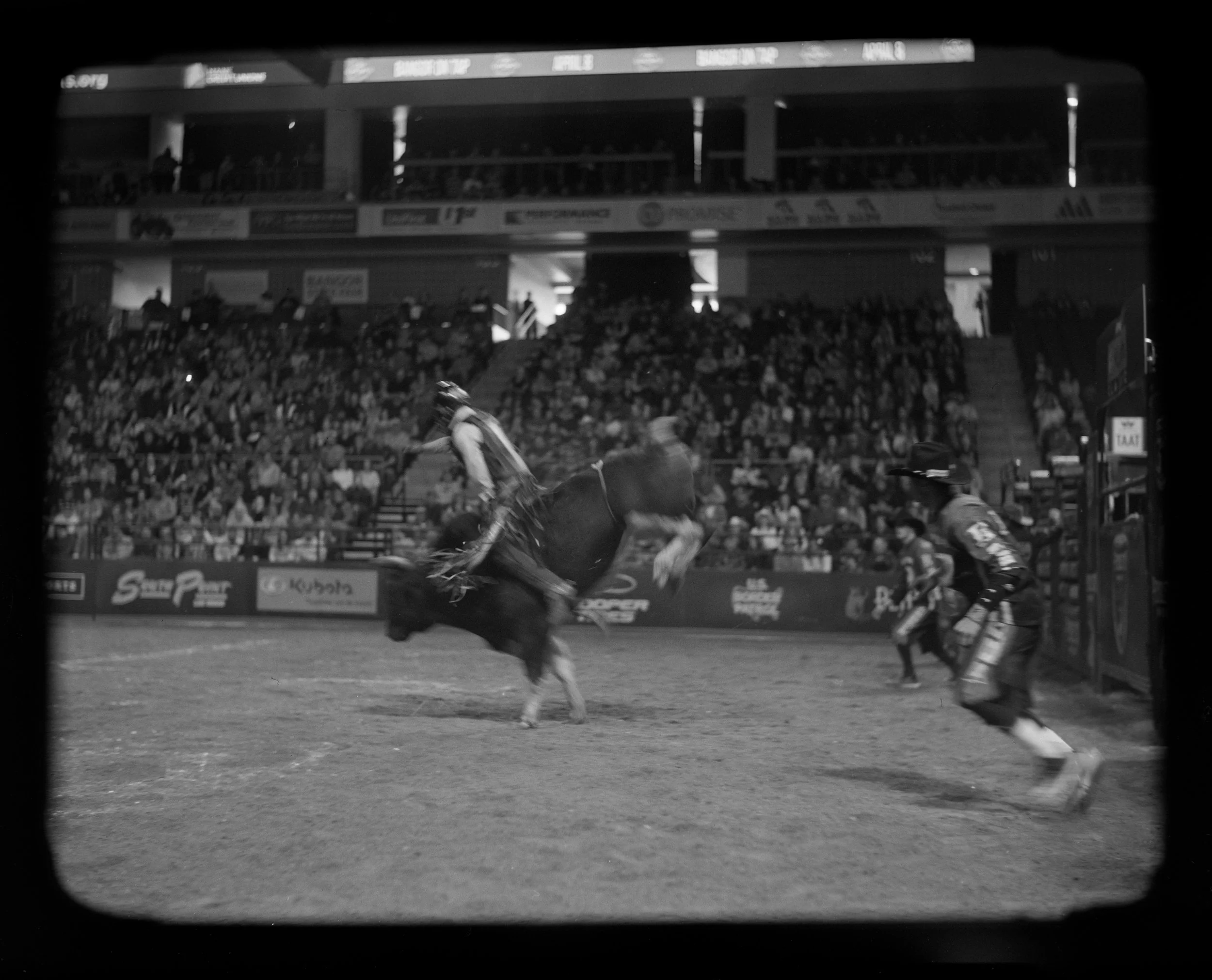 BULL19.jpg