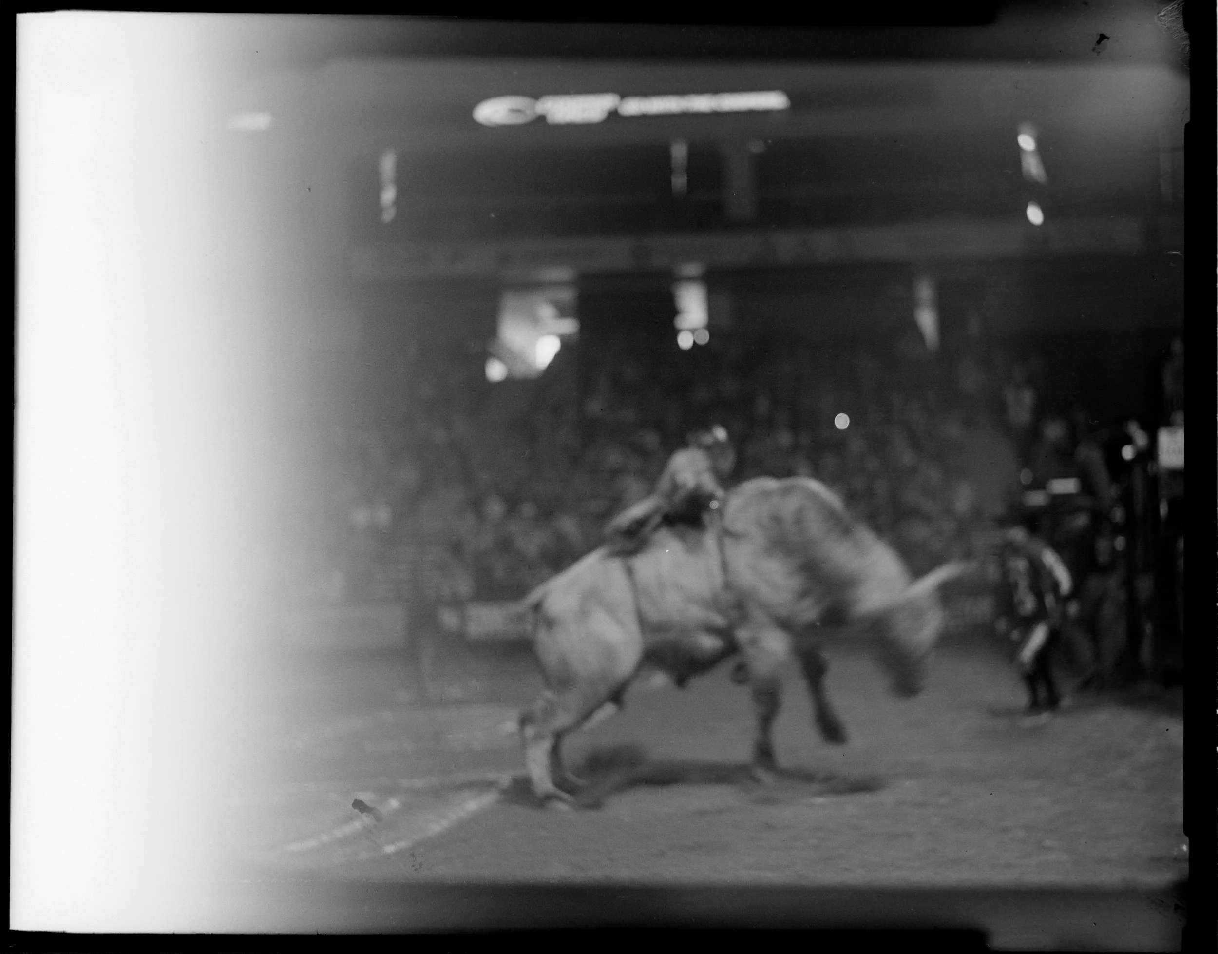 BULL5.jpg