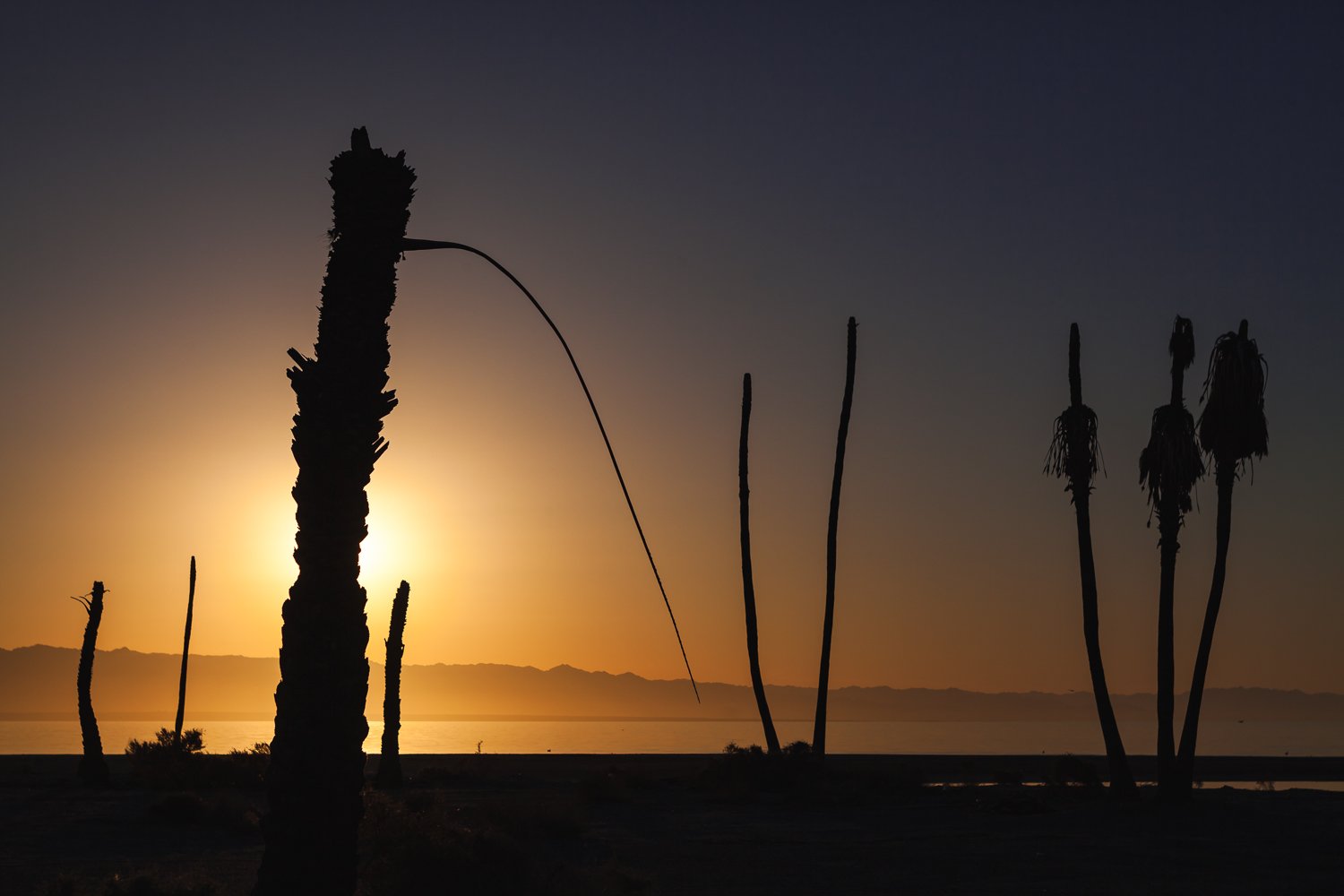 Sunrise over the decaying remnants of a once lush palm grove.