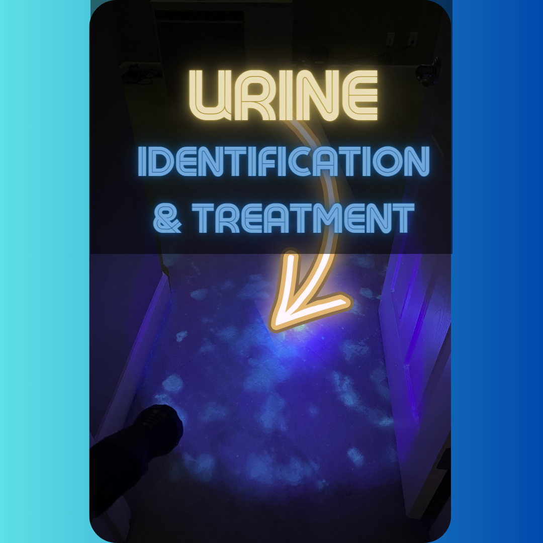 Urine_Pet_Treatment_Carpet_Cleaning_2.png
