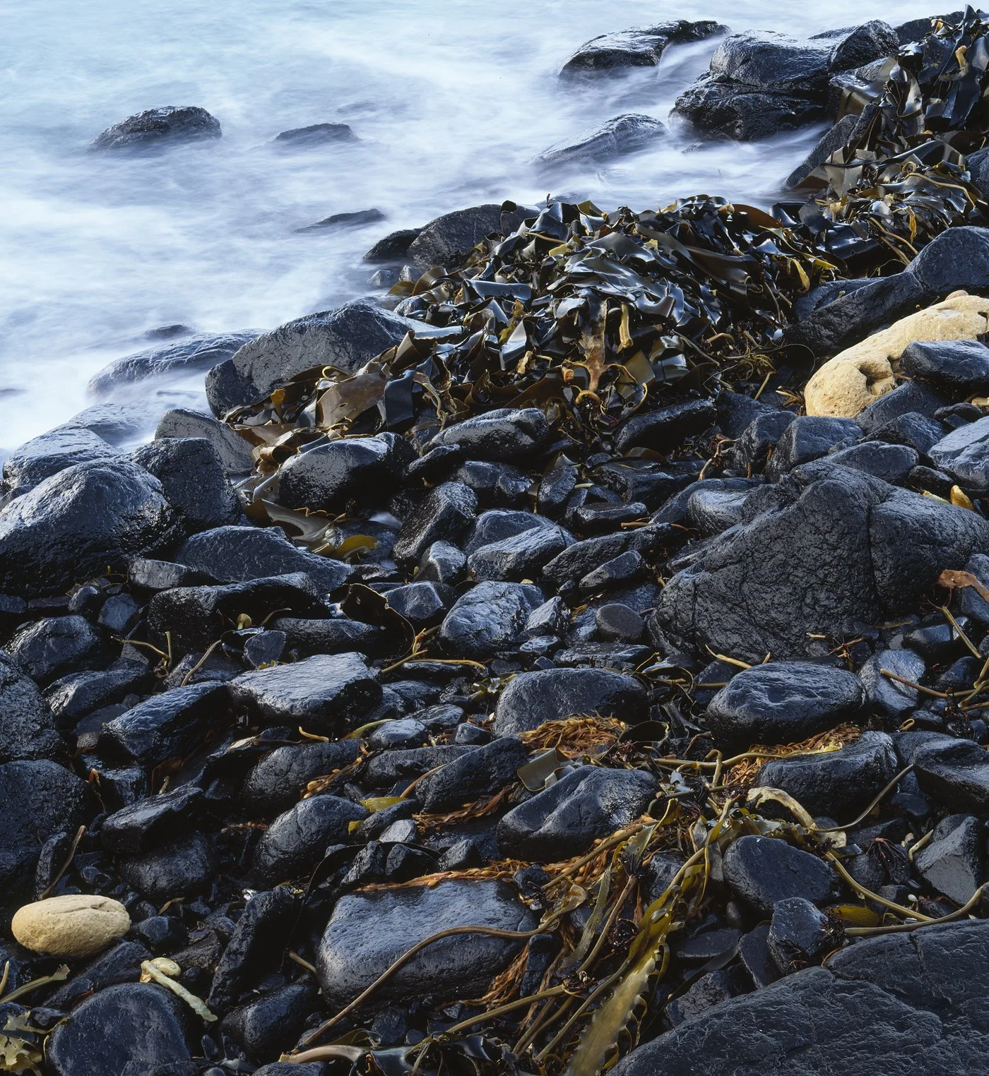 Seaweed_4x5.jpg