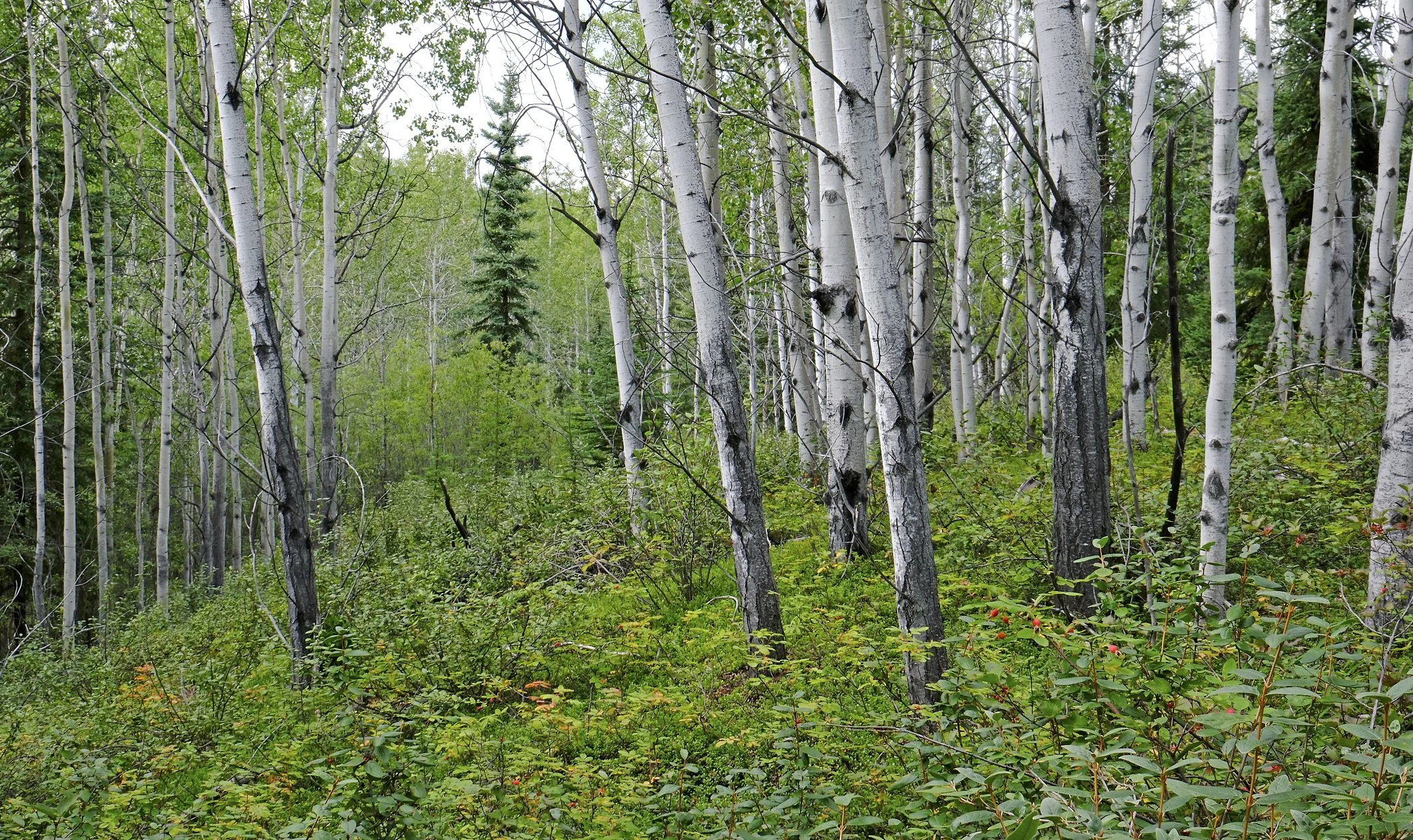 DSCF0626.jpg