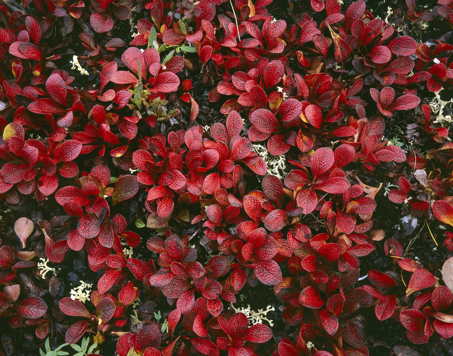 Bear berry.jpg