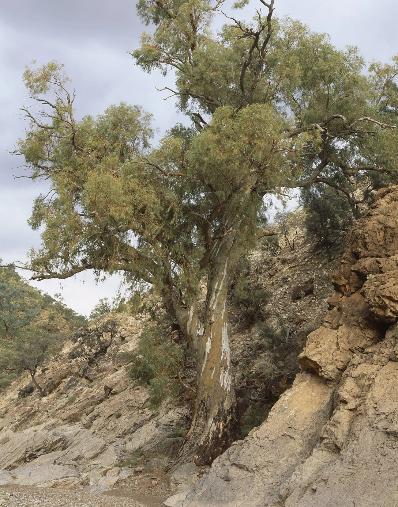 River Red Gum.jpg