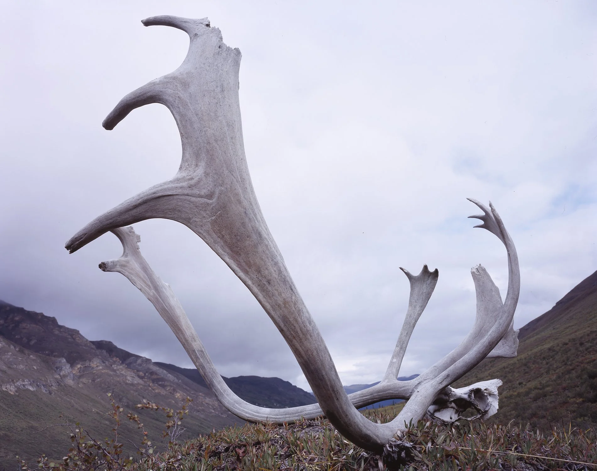 Caribou antler.jpg