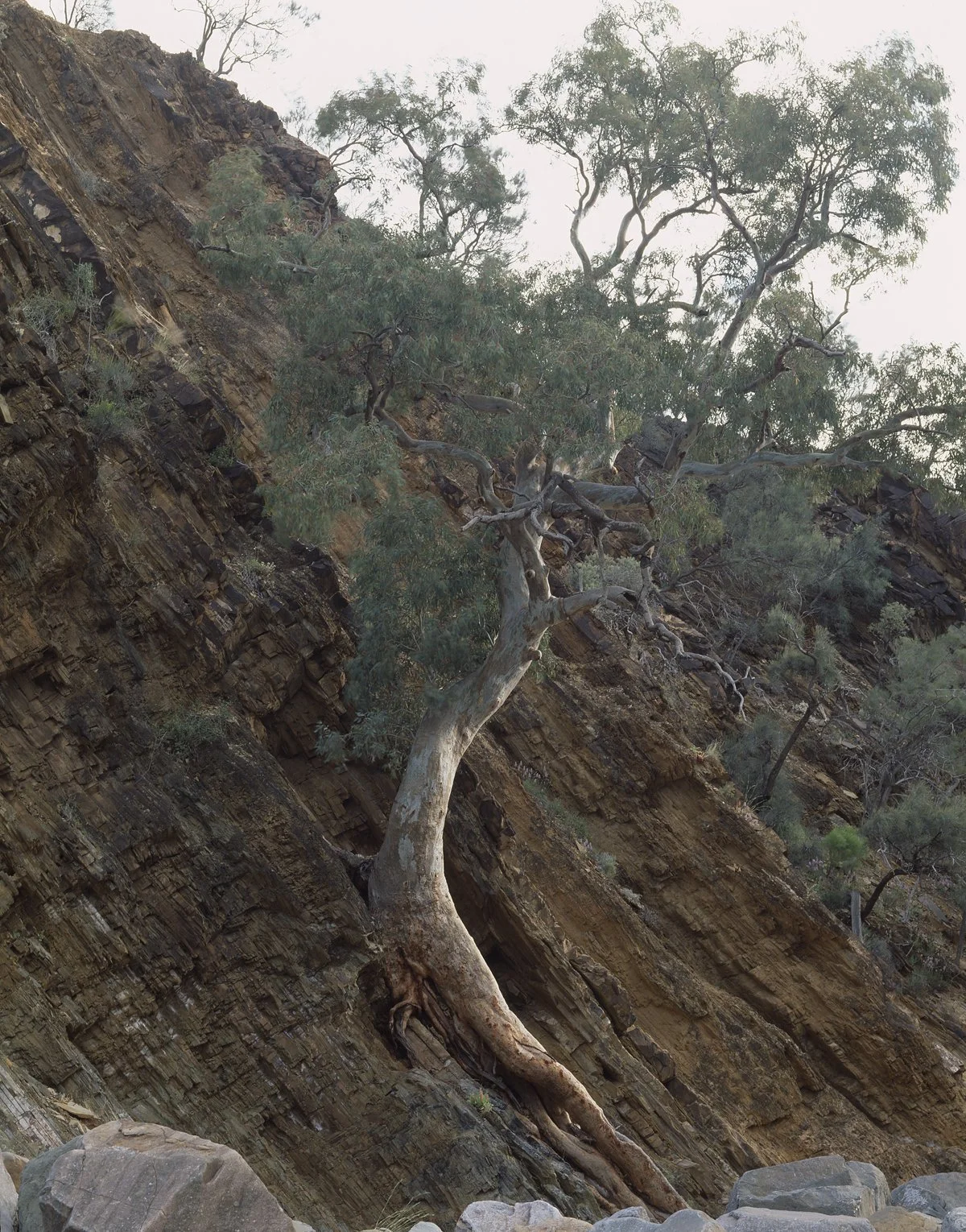 Red Gum.jpg