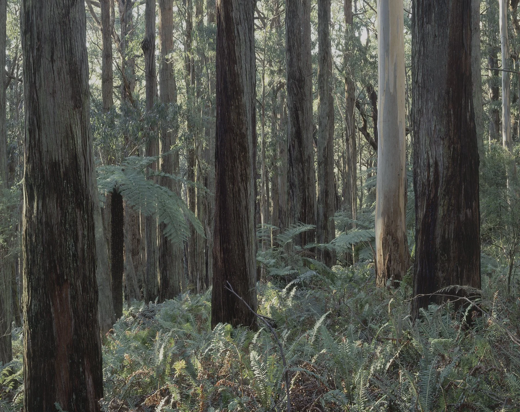 Yarra Ranges Forest.jpg
