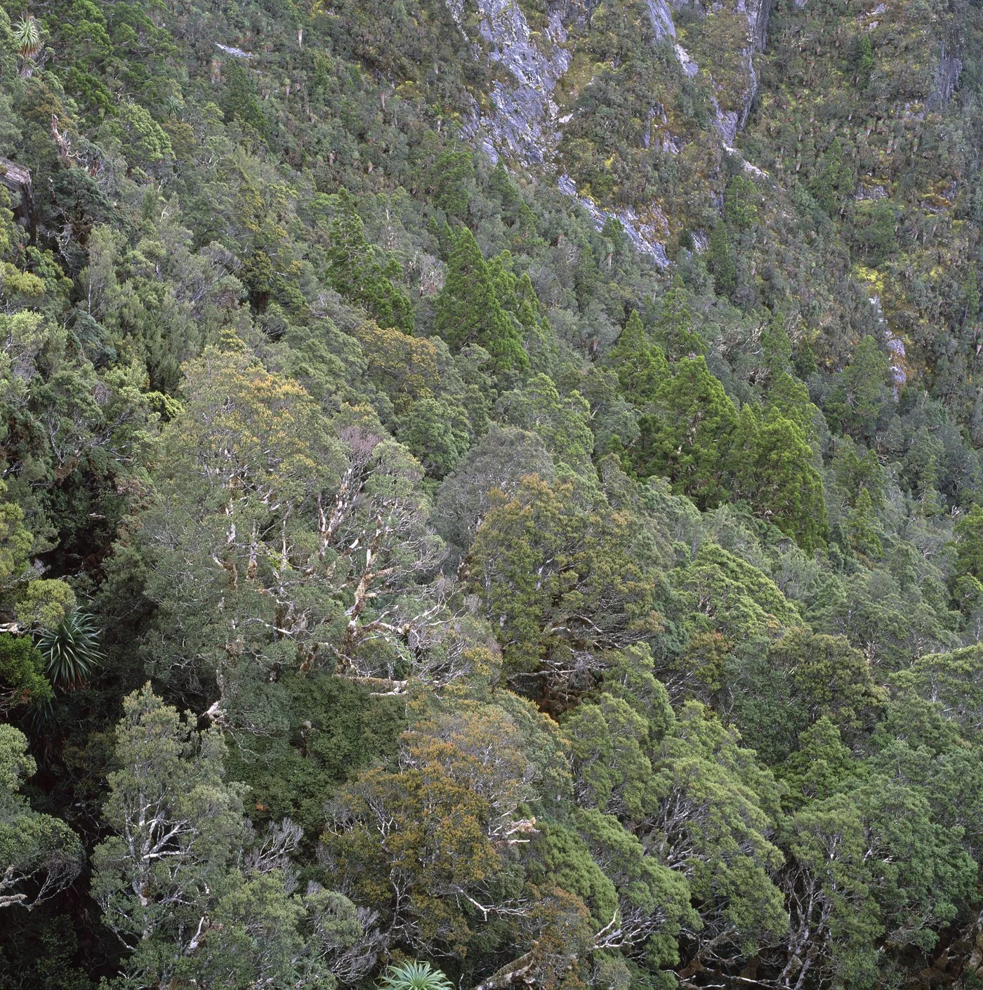 Eastern Arthurs Forest.jpg