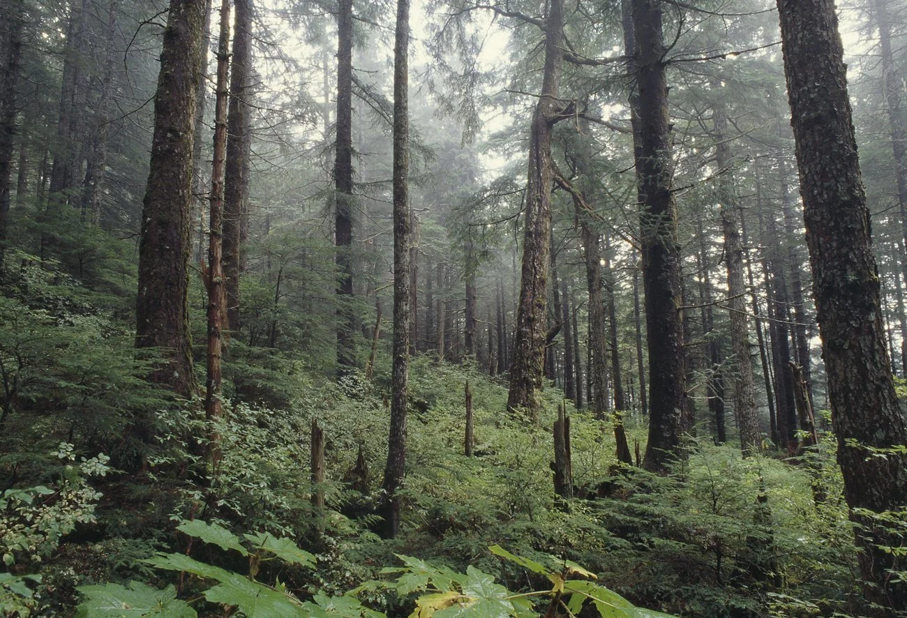 Tongass.jpg