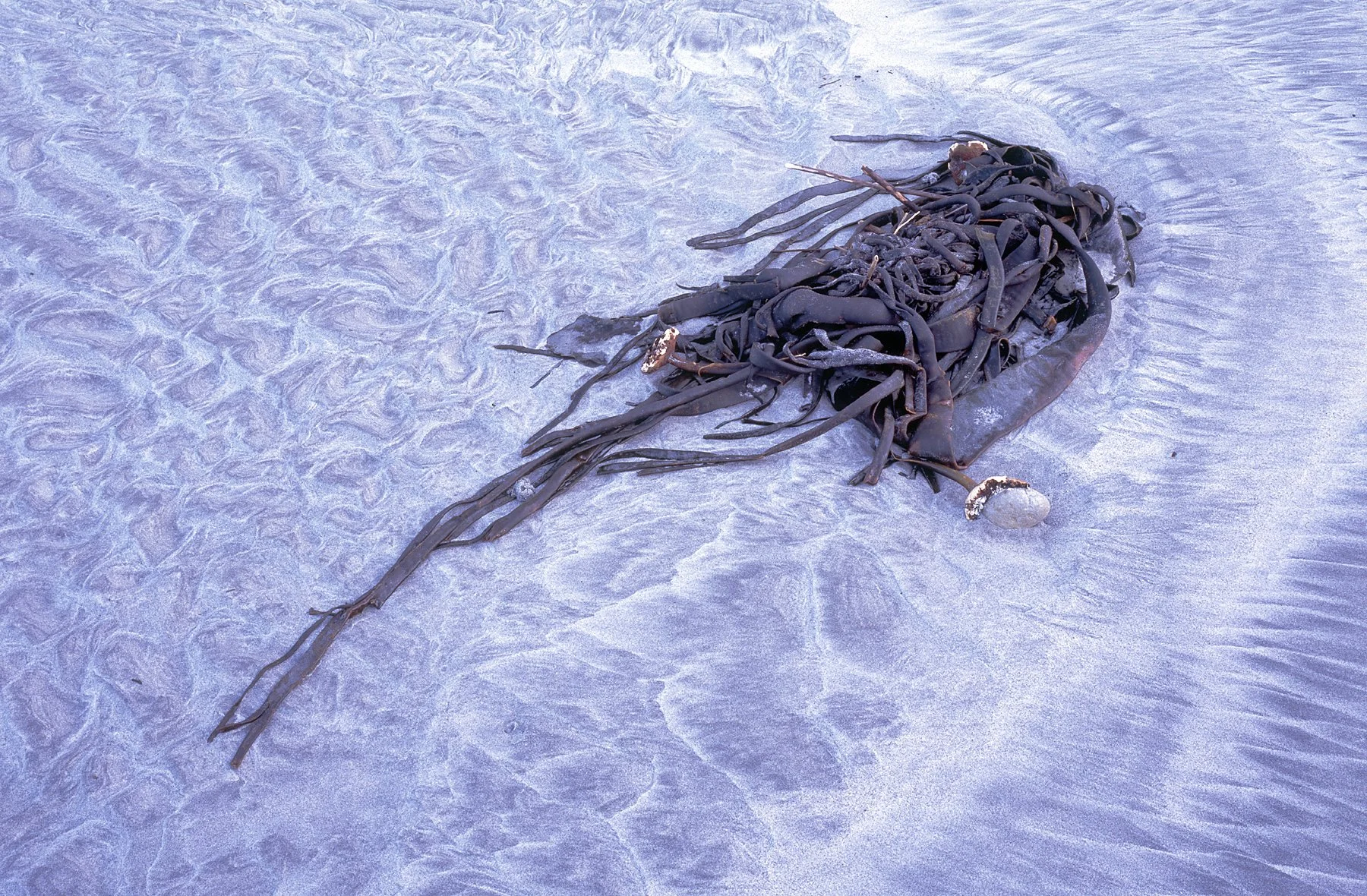 Stranded kelp, Wharariki, South Island.jpg