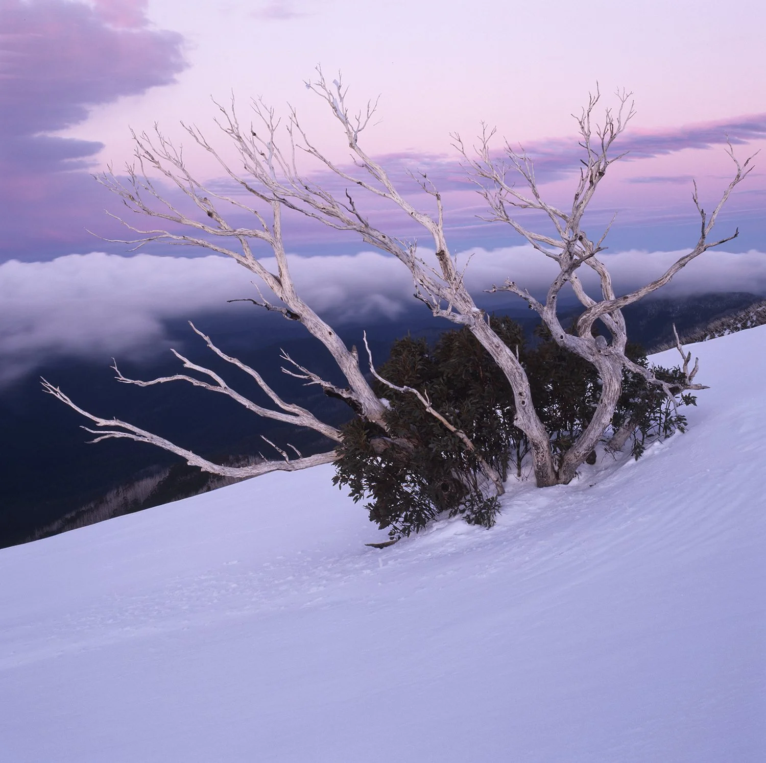 Snow Gum.jpg