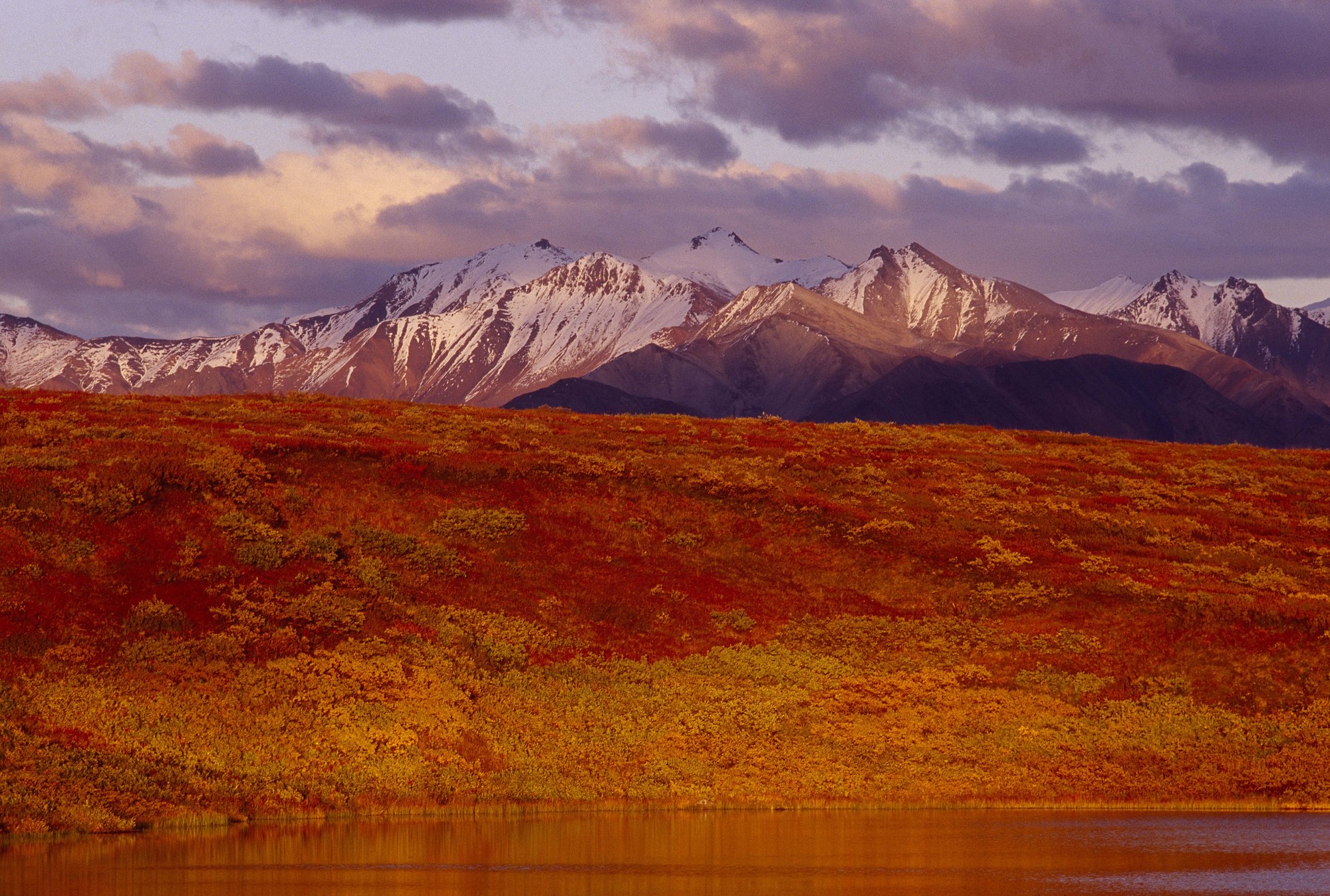 Denali National Park and Preserve, Alaska, USA.jpg