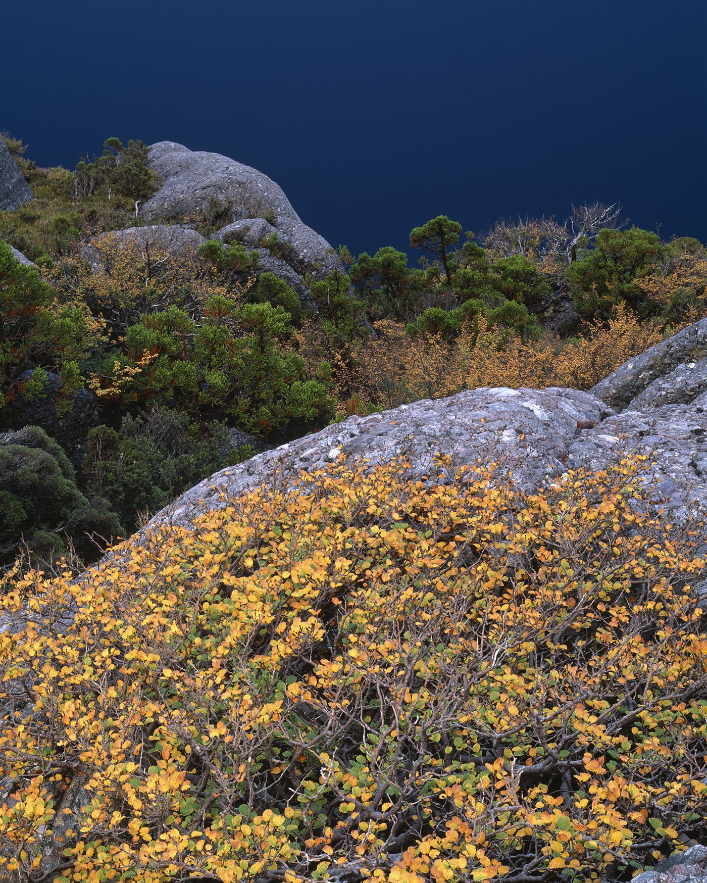Fagus Tasmania 4x5.jpg
