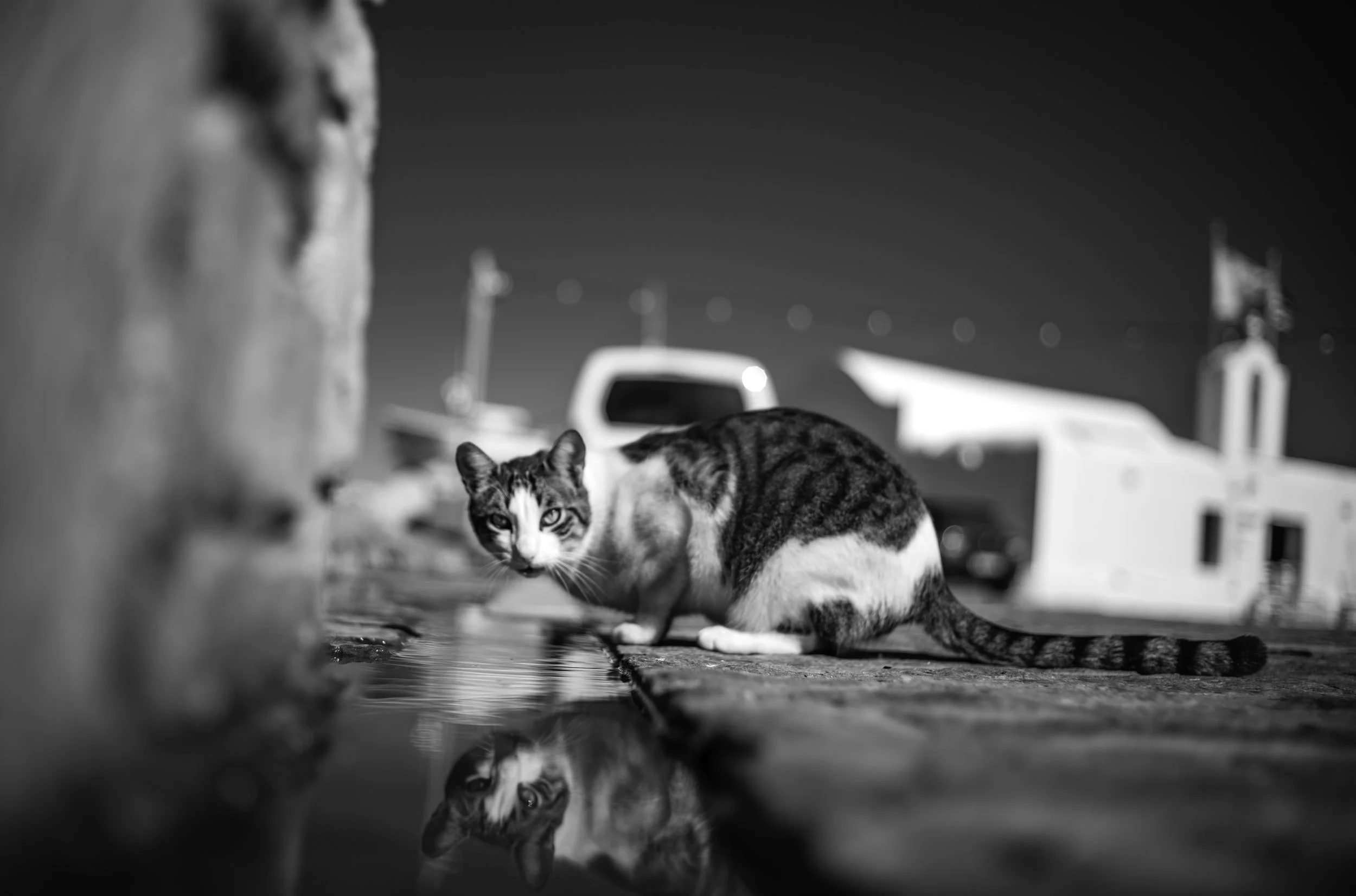 catcropdrinkinglookat me20256.jpg