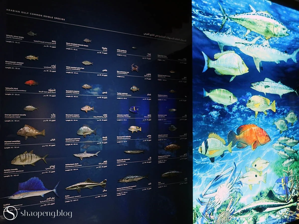 Culture of the Sea Pavilion | Al Shindagha Museum