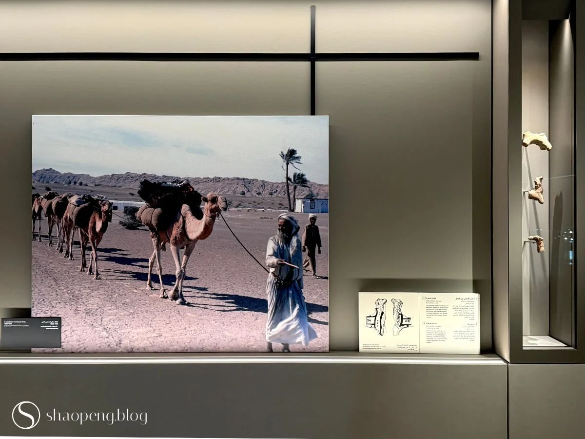 Camel Treks | Al Ain Museum