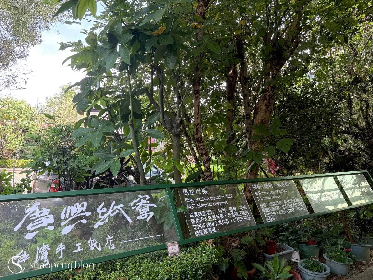 Trees for Papermaking | Guang Xing Paper Mill