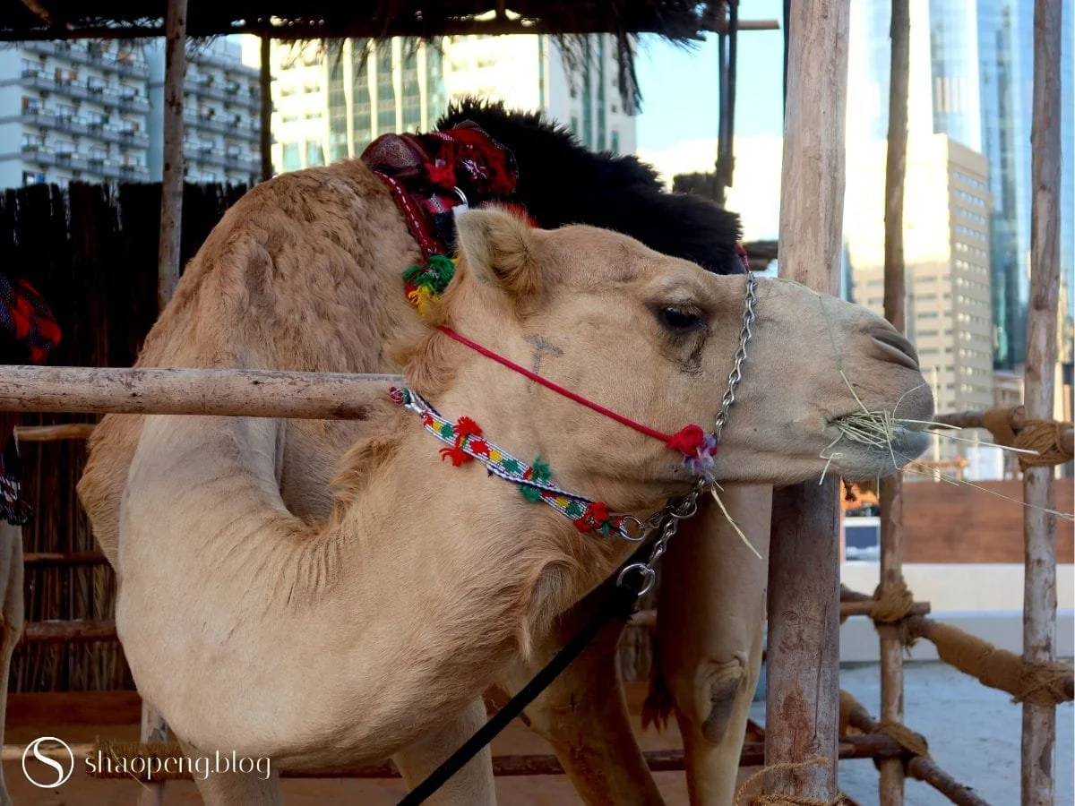 Camel Feeding | Al Hosn Festival