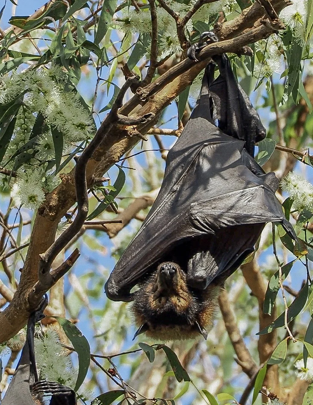 Flying Fox Protection Protect Our Pollinators Campaign — Flying-foxes FNQ