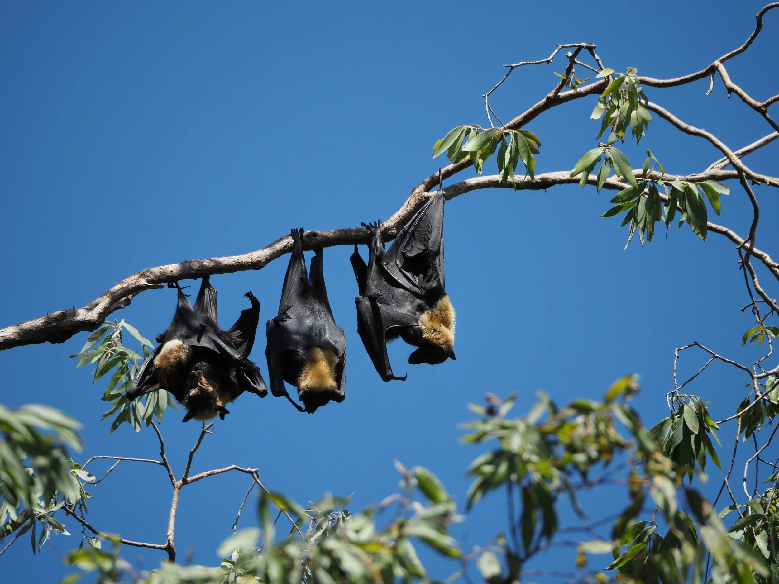 Flyingfoxes FNQ