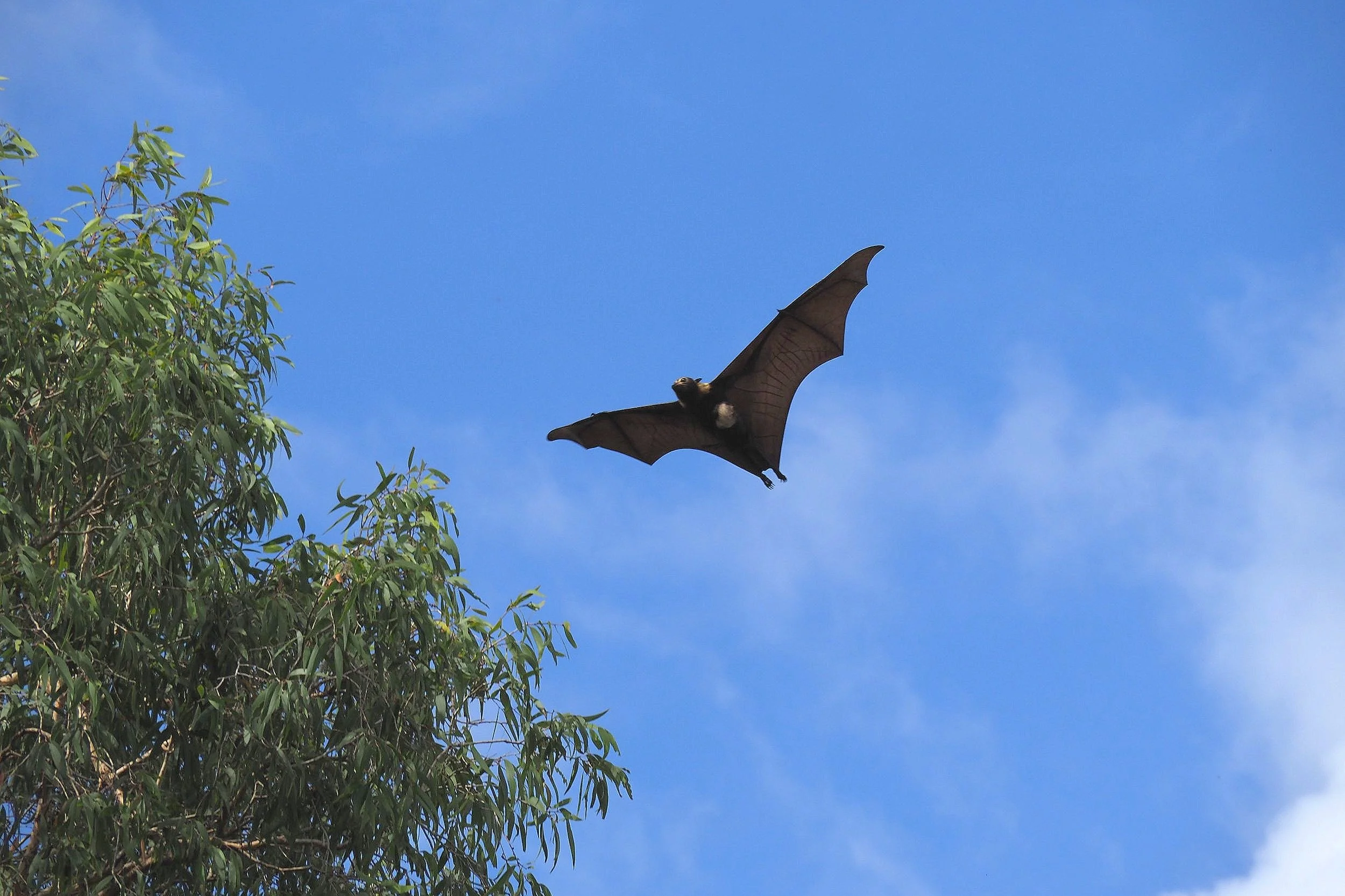 General 2 — Flying-foxes FNQ