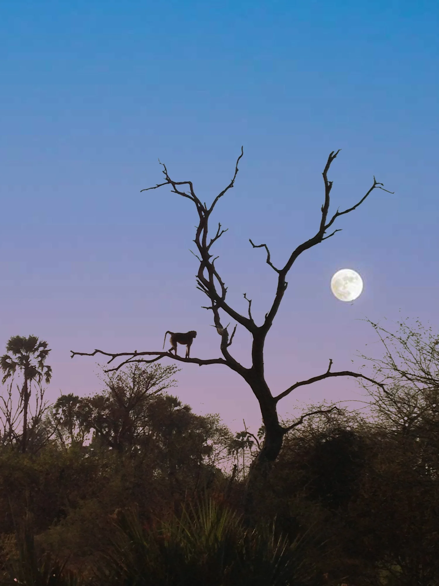 Africa