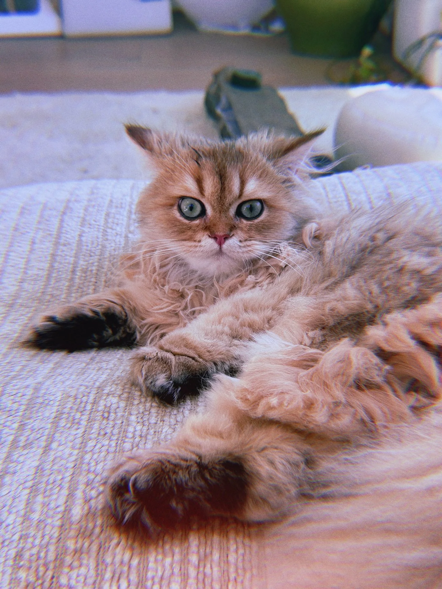 Meet Tiger! 🐯 sweetie lil cutie lil bad boy biscuit making purr factory
