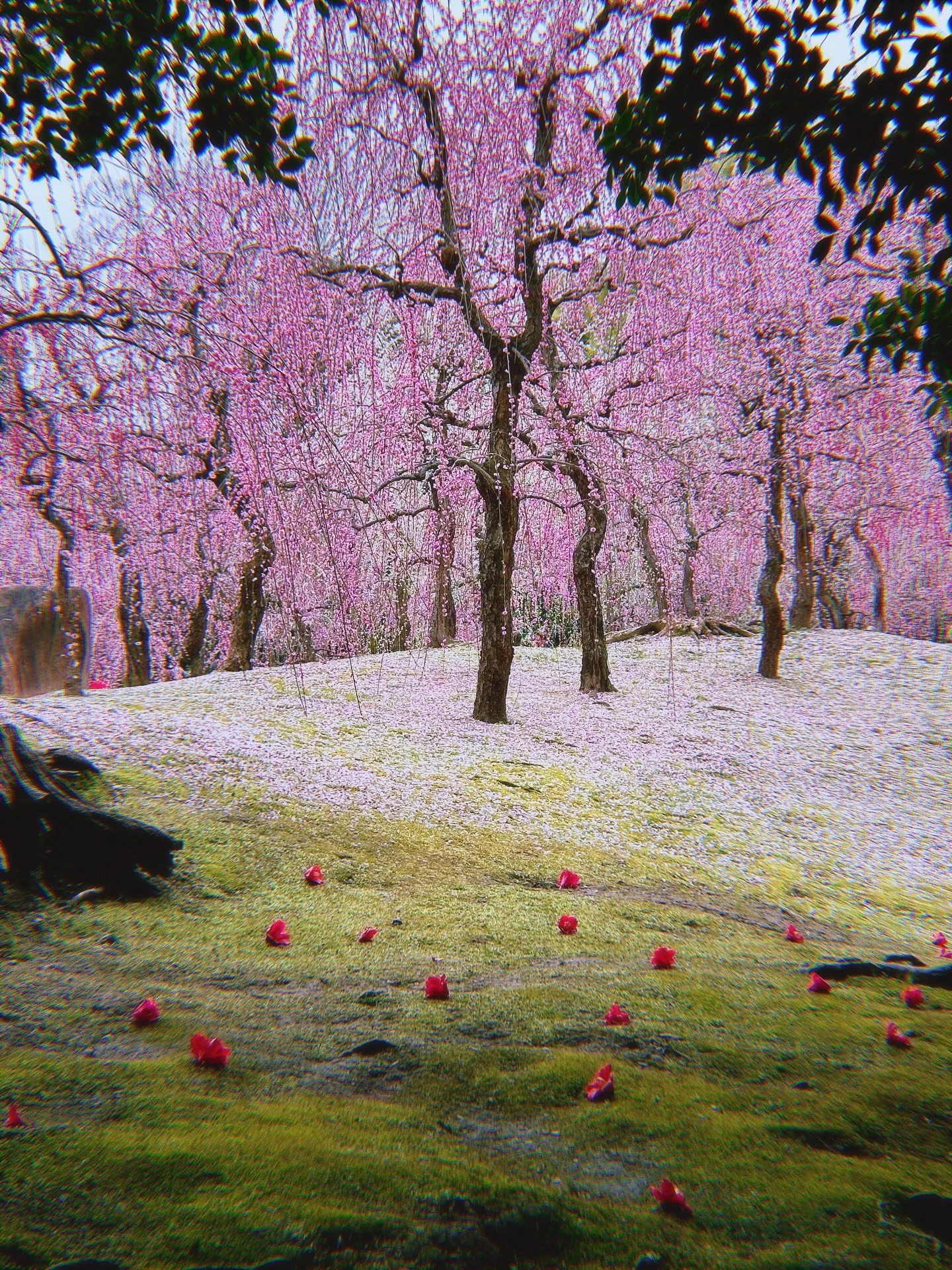 My song Amongst The Monks is out! 

The soundscape features crystal bowls, chimes, and water running over rocks.

To me, it feels like big trees, misty mornings and stillness surrounded by Japanese mountains behind ancient temples. 

I hope you enjoy