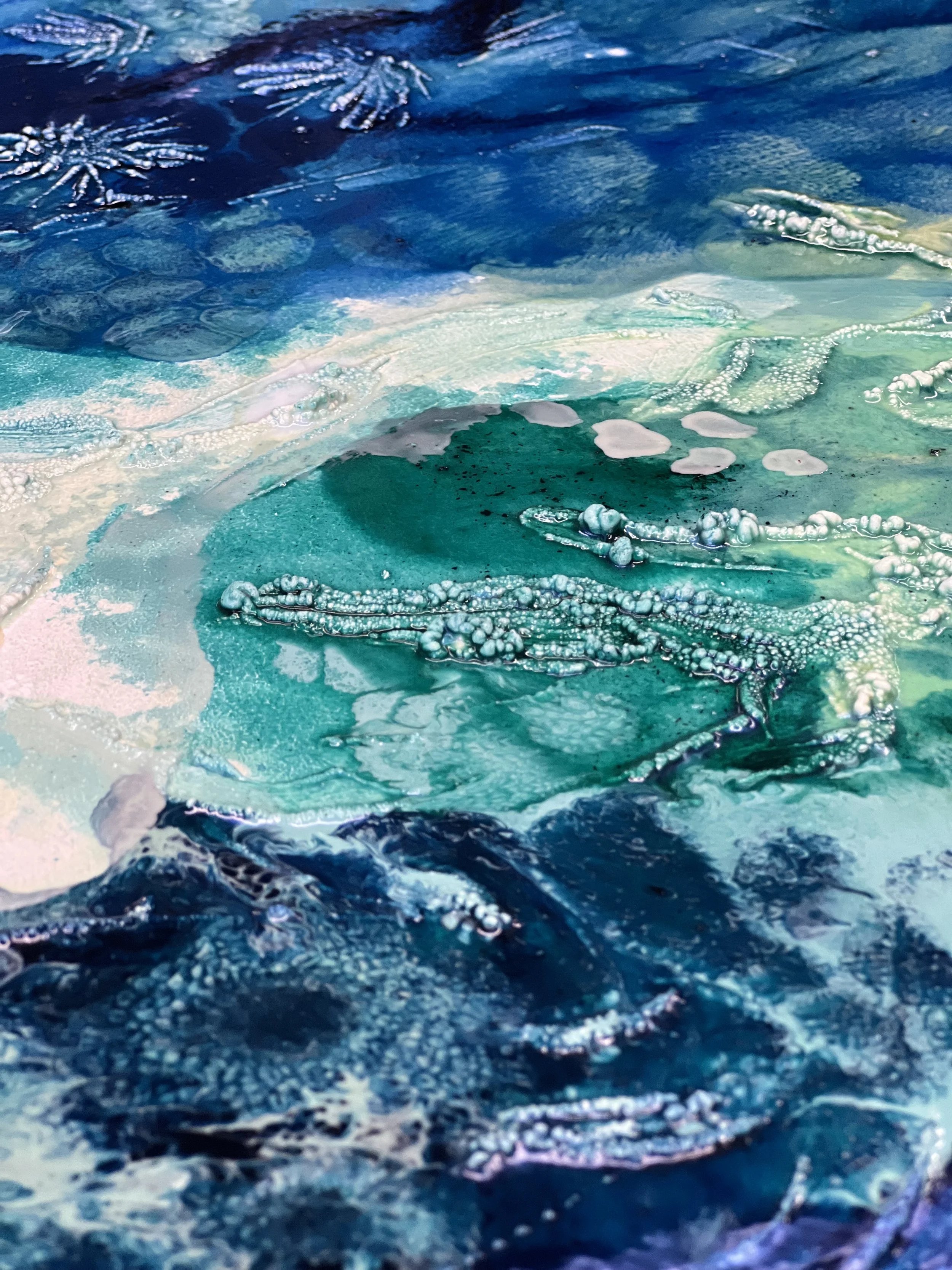 Caeruleus Current3.JPG