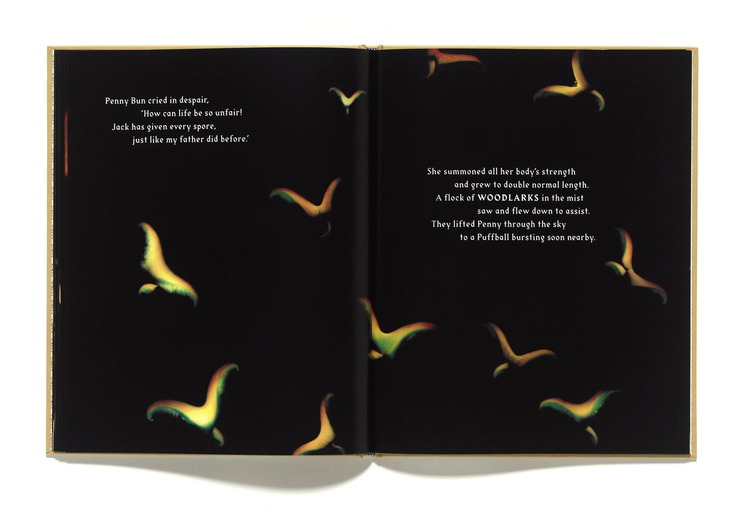 The Mushroom Picker by David Robinson published by Violette Editions12.JPG