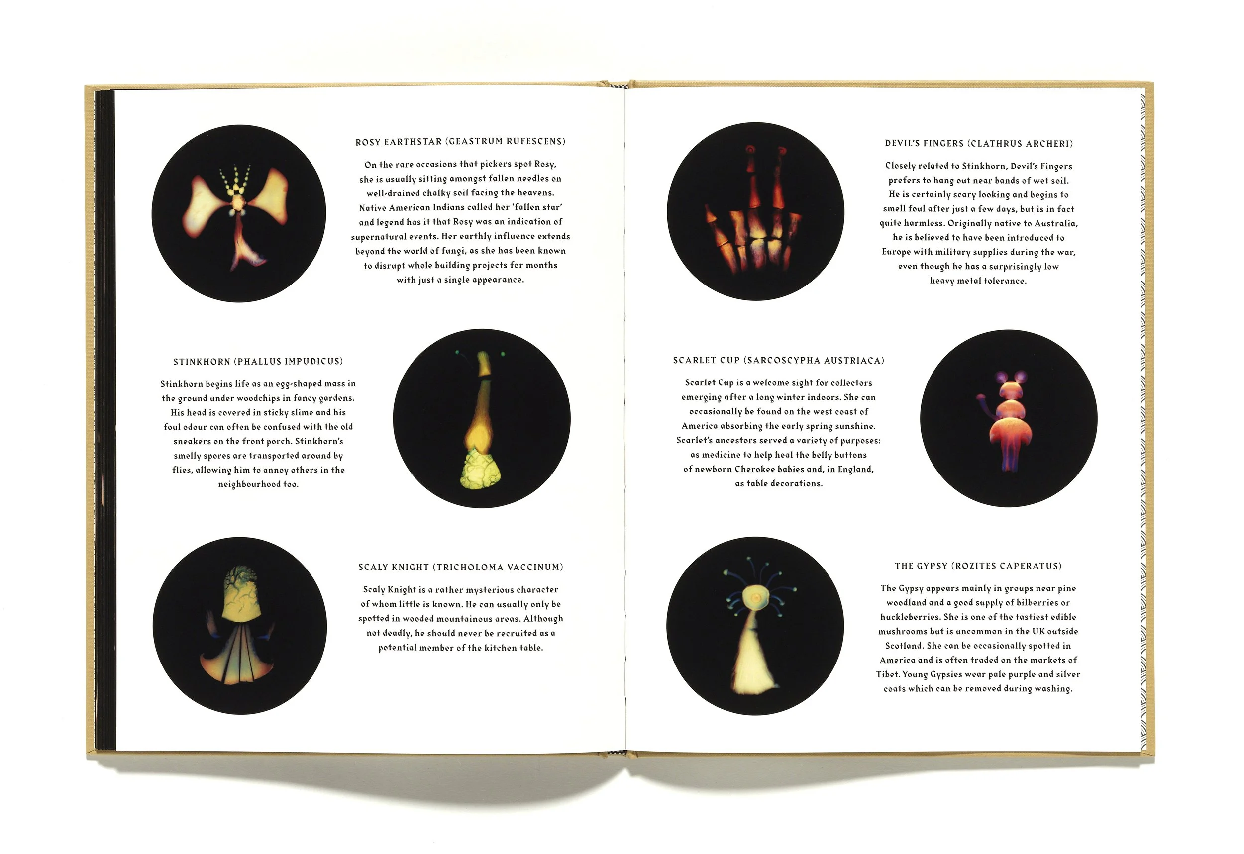 The Mushroom Picker by David Robinson published by Violette Editions15.JPG