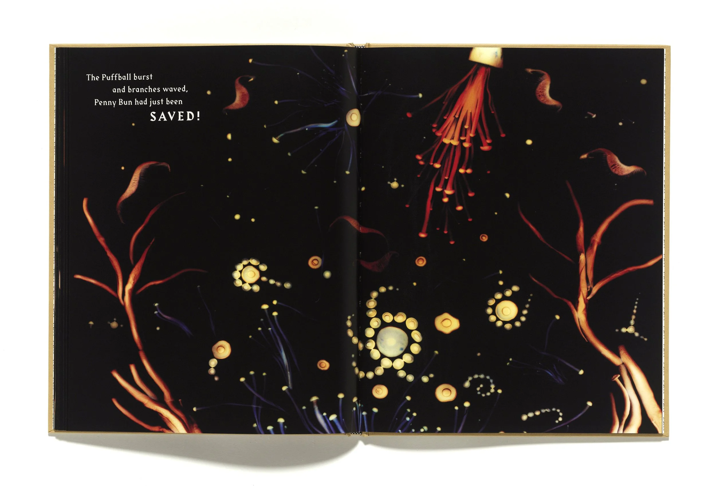 The Mushroom Picker by David Robinson published by Violette Editions14.JPG