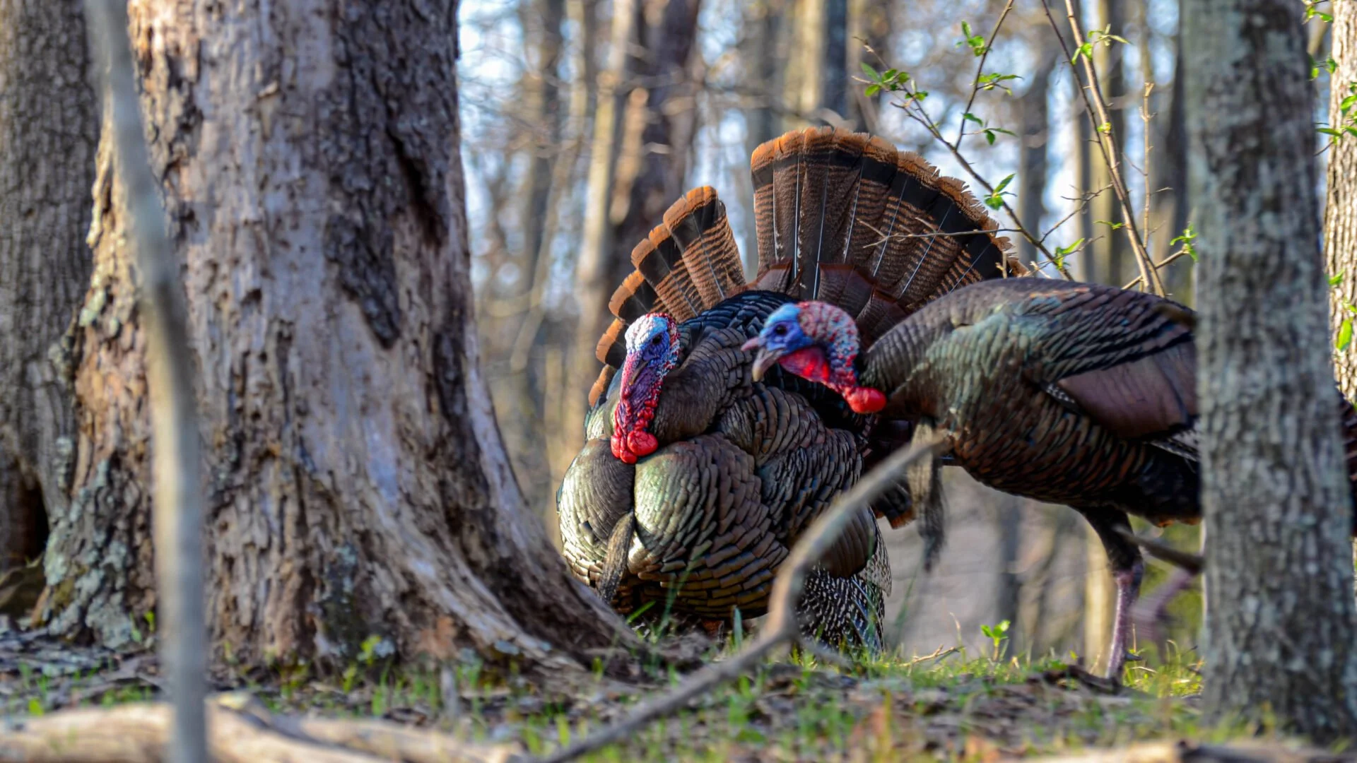 spring-turkey-season-mckenzie-young-uncle_mac_mac-1-1920x1080.jpg