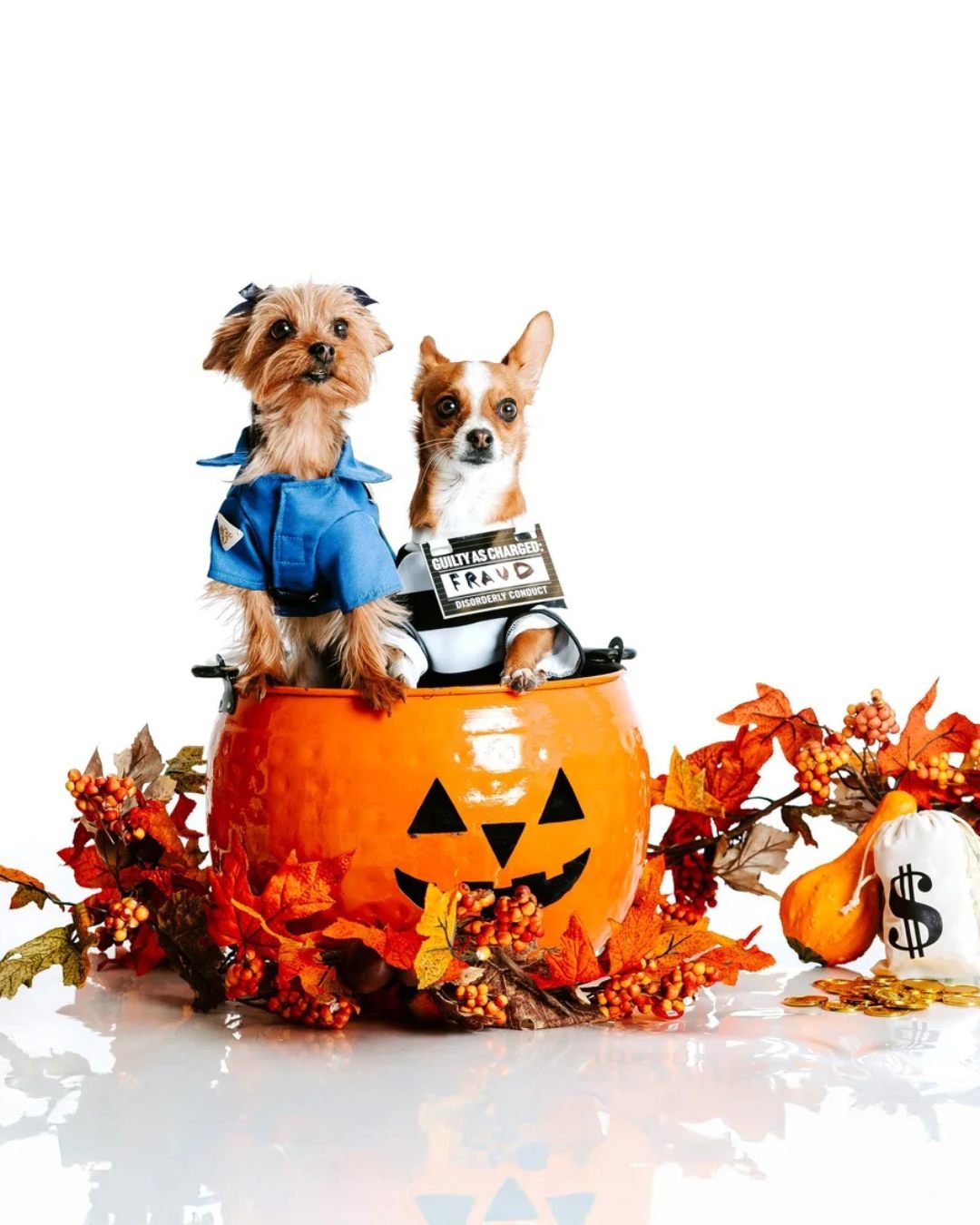 Ginger and Milo are on fraud patrol this month! 🚔

Scammers love the spooky season, but we're here to help you keep your finances fright-free. Visit our Fraud Prevention Resources for tips to spot scary scams before they strike.

Ginger and Milo are