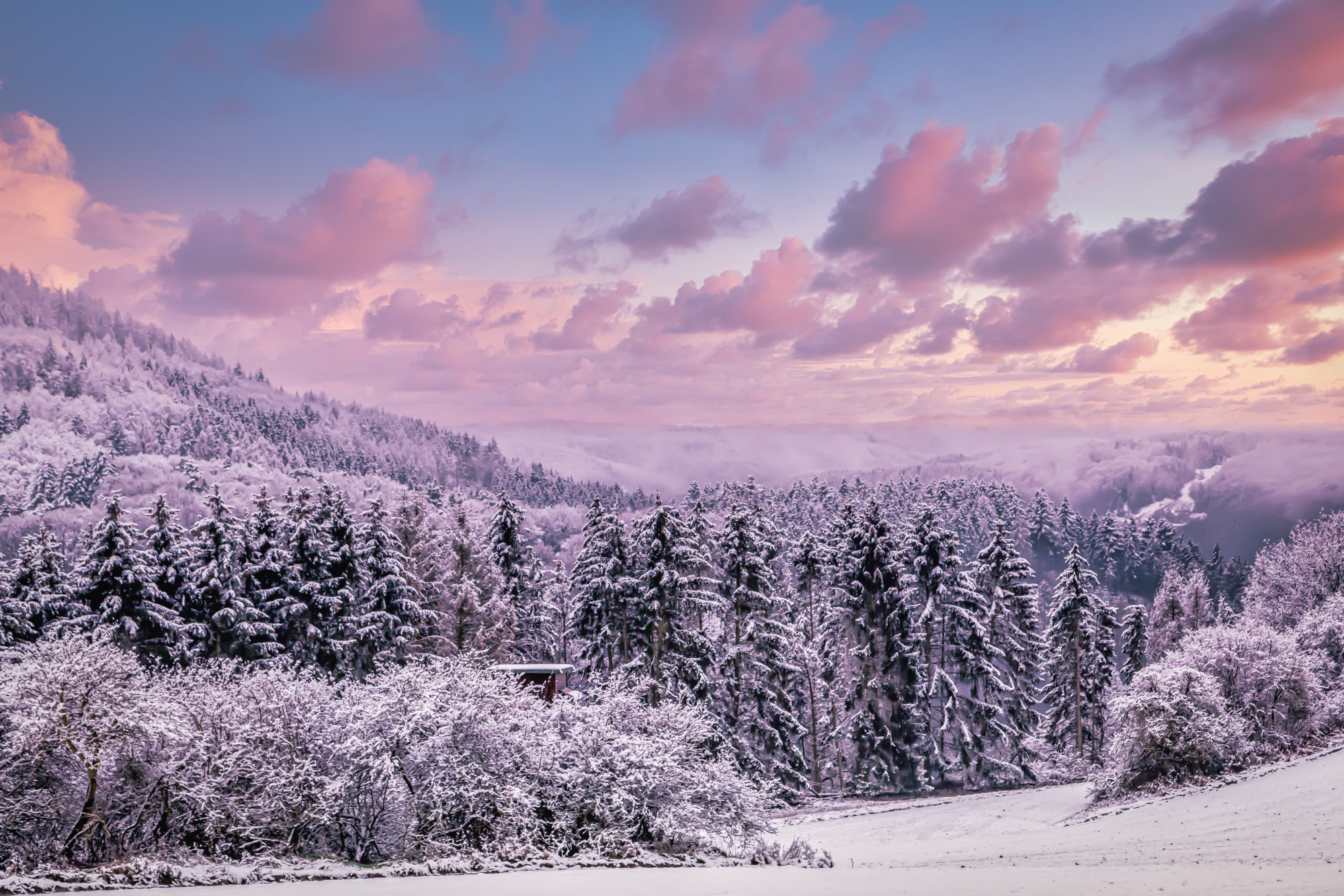 Website Banners (4).png