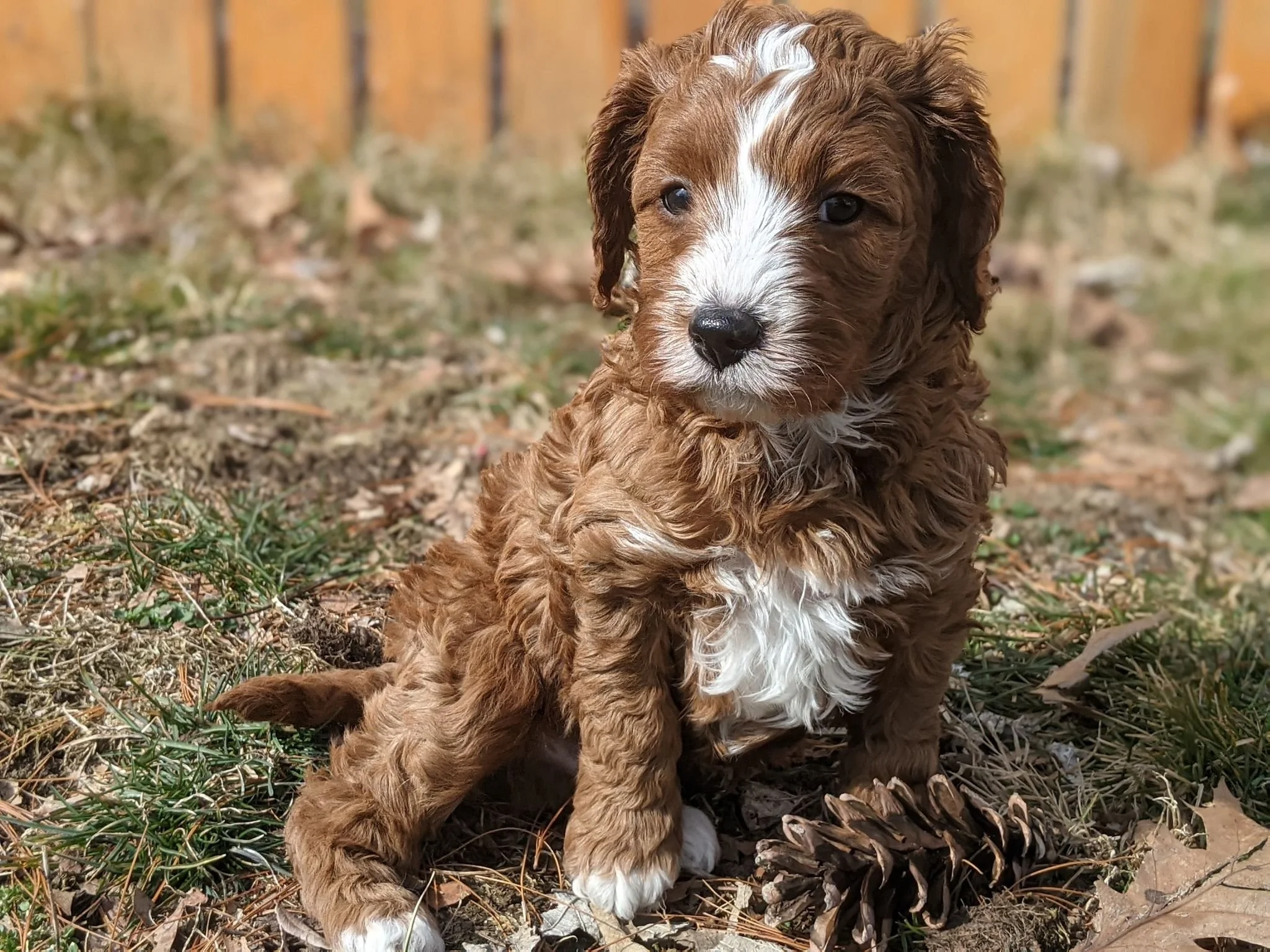 Illinois Cavapoos - Gardner Lane Puppies - Blog 2 Illinois Cavapoos ...