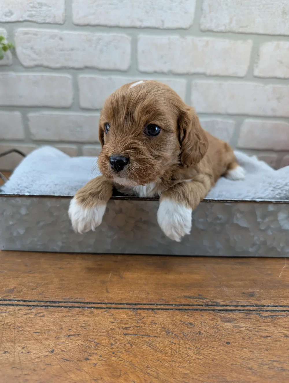 Fiona and Bentley March 2026