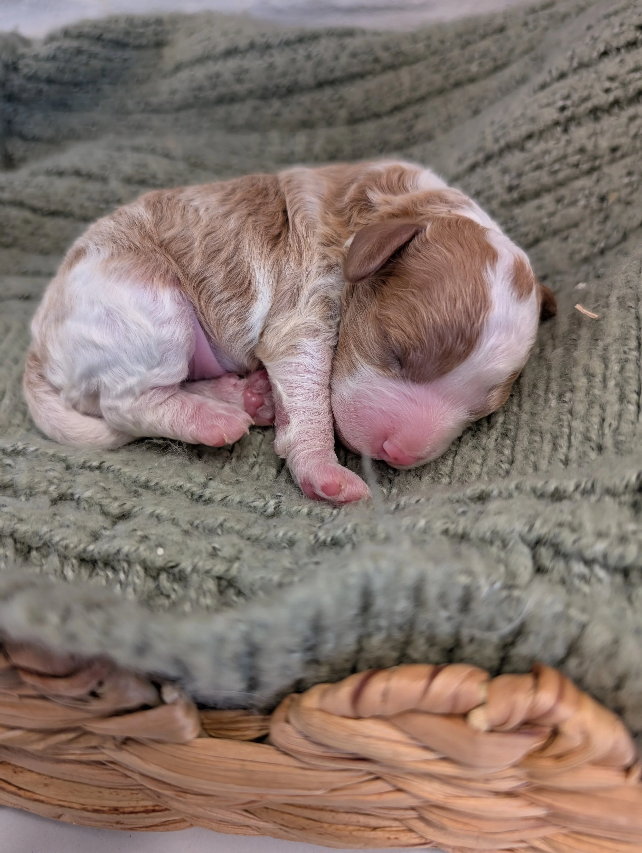 Rilla’s January 2026 Litter