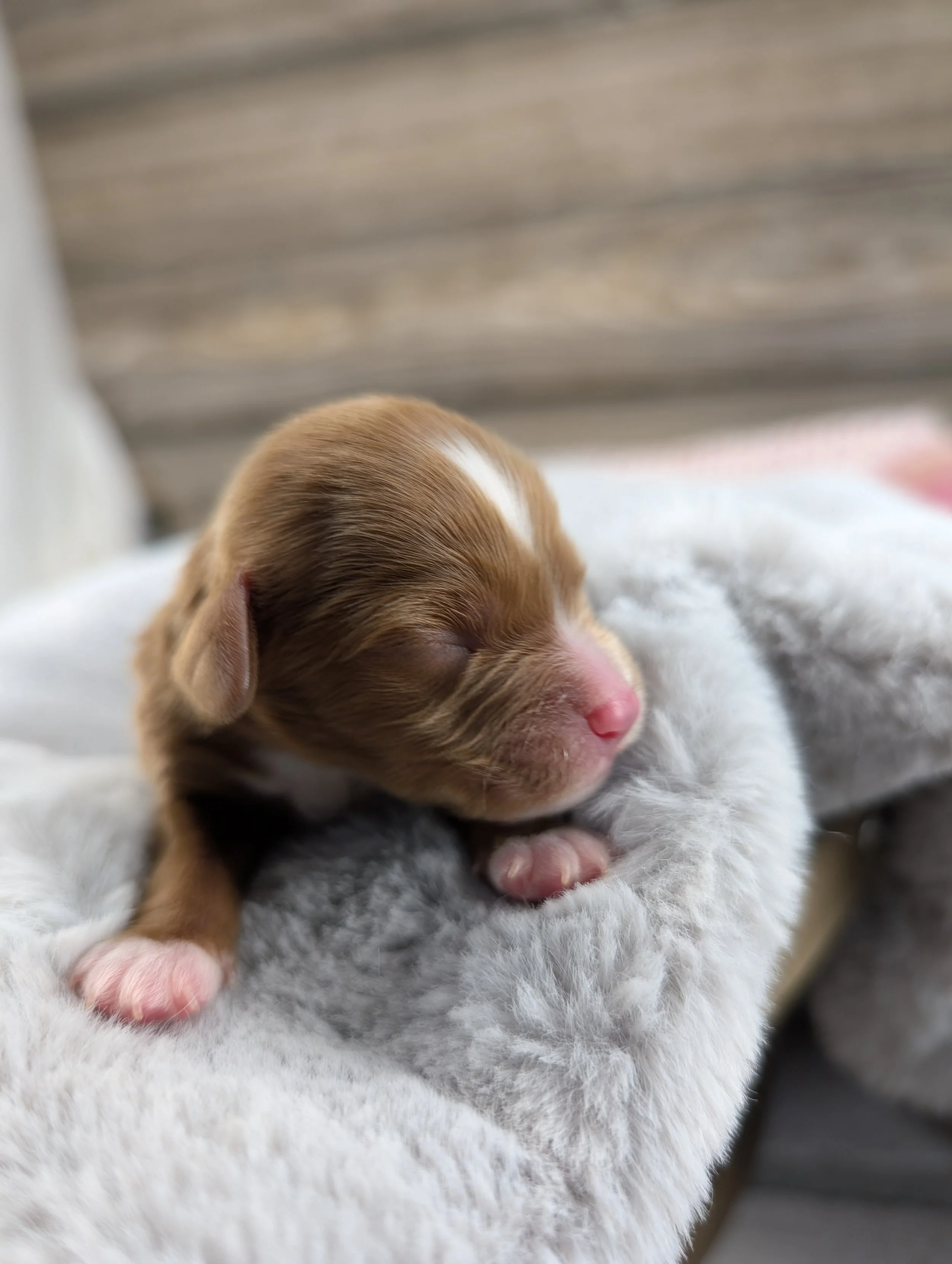 Fiona’s February 2026 Litter