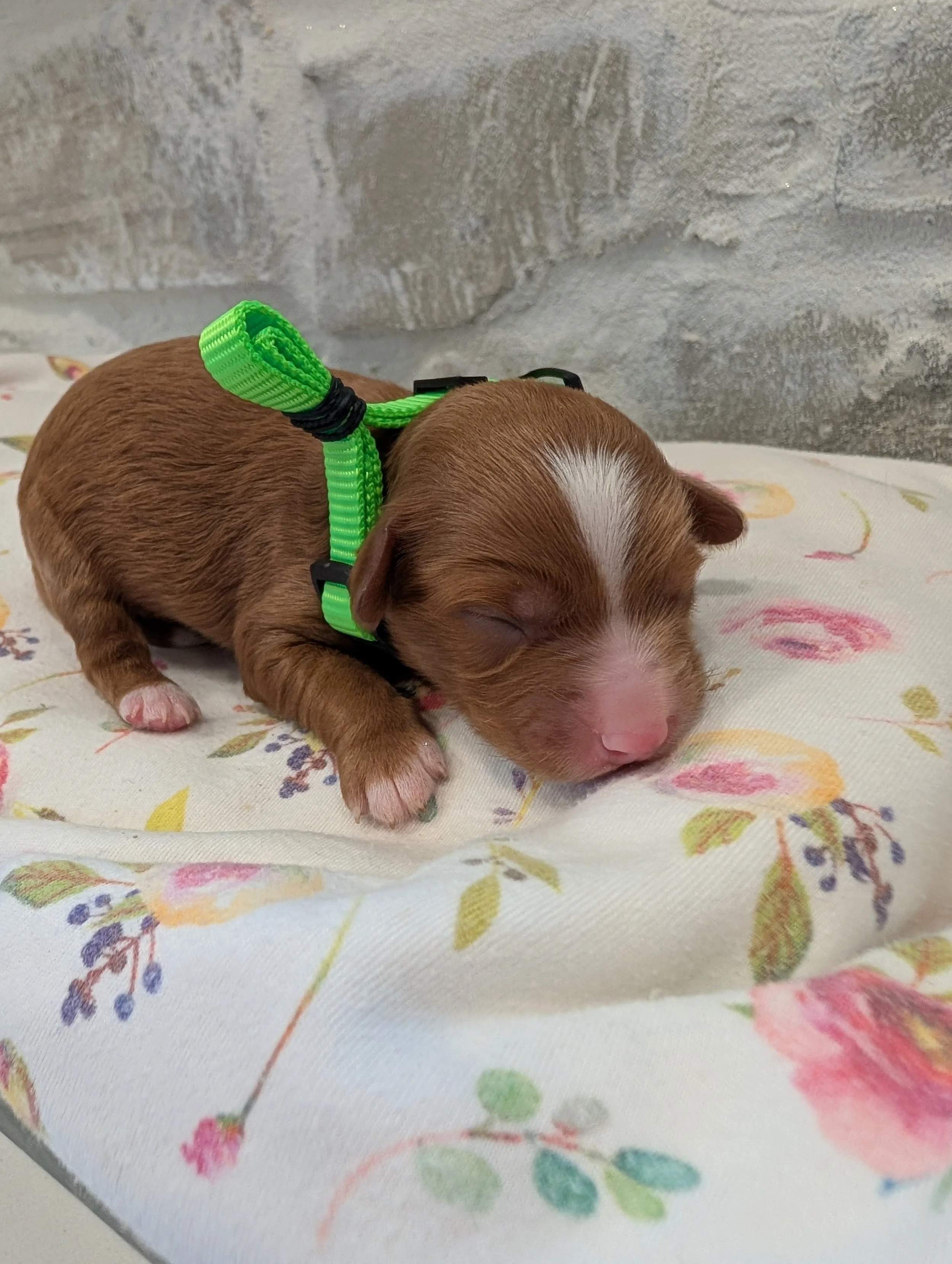 Willow’s June 2026 Litter