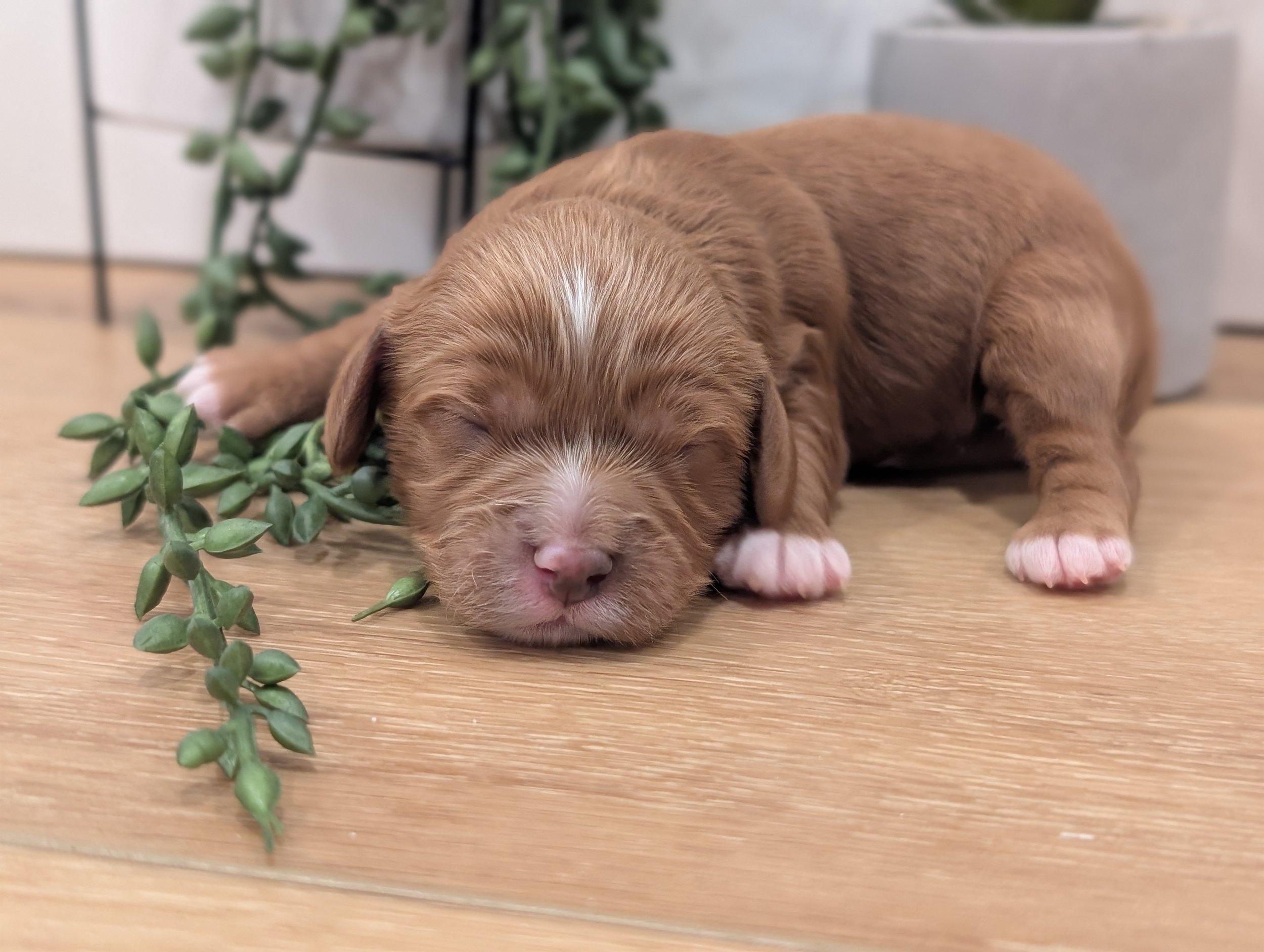 Rilla’s August 2026 Litter