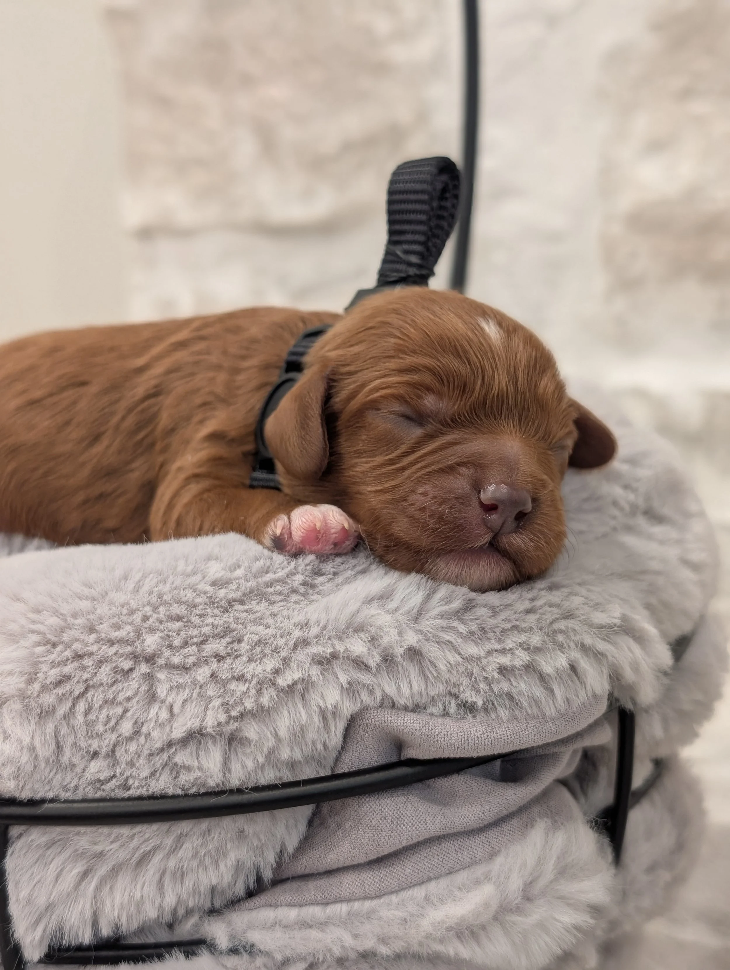 Bailey’s September 2026 Litter
